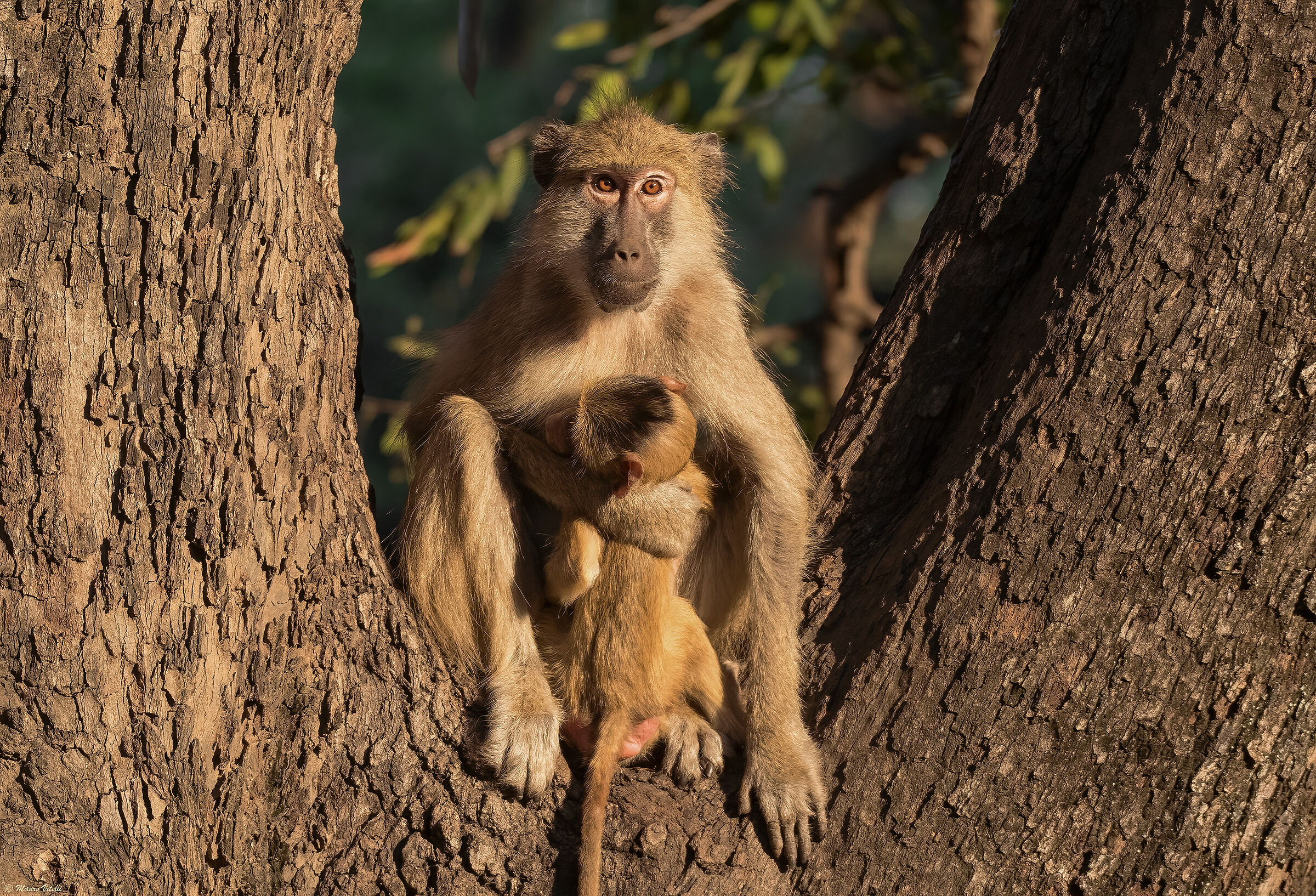 Babbuini gialli (Zambia)