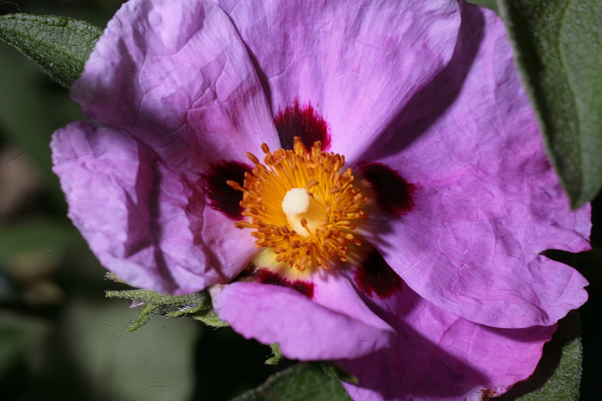 fiore di carta, dettaglio