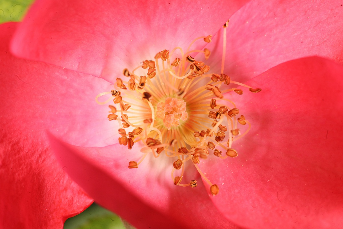 rosa canina, dettaglio