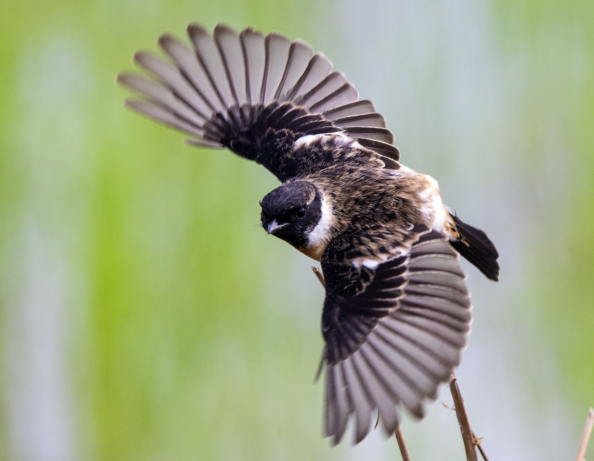 Amur stonechat