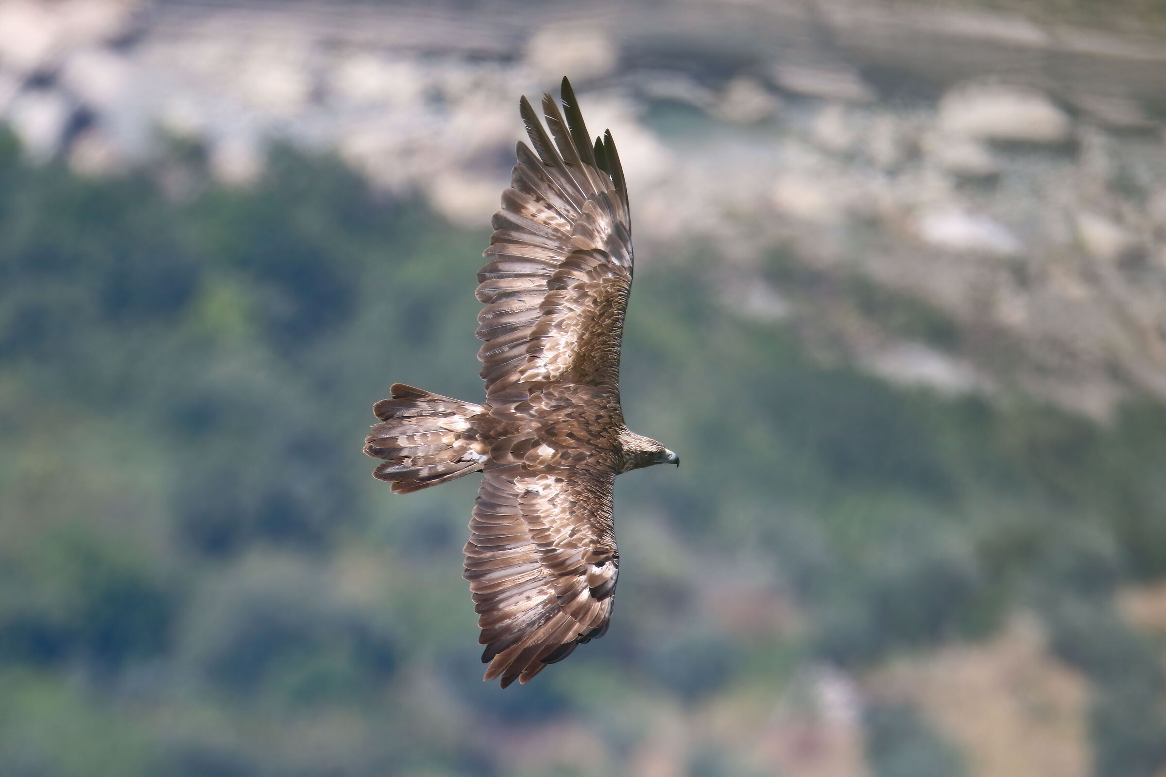 Golden eagle, adult female