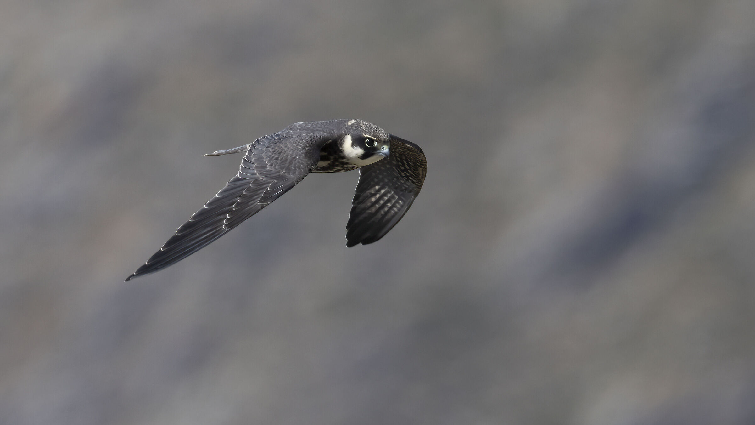 Eurasian hobby