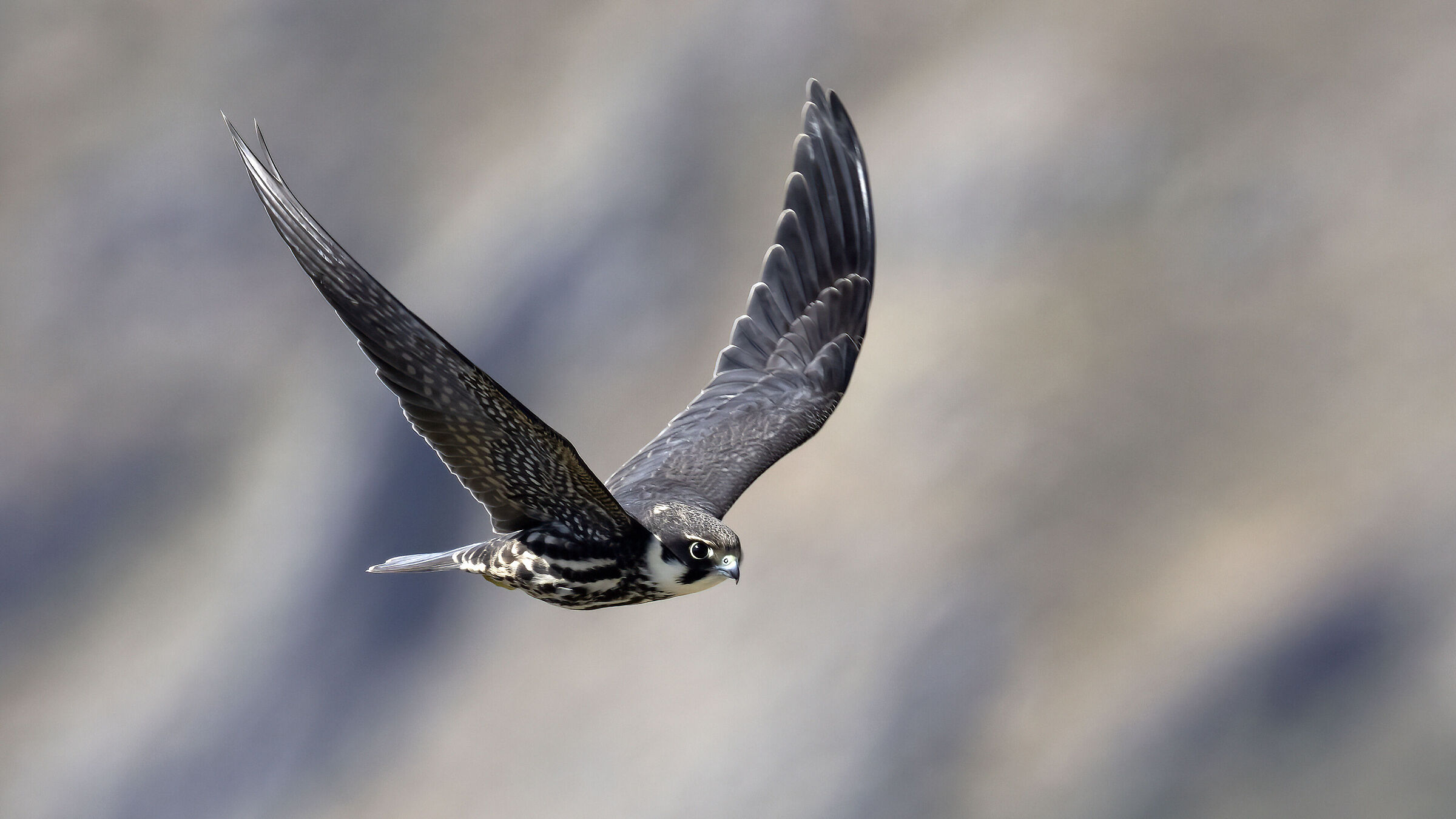 Eurasian hobby