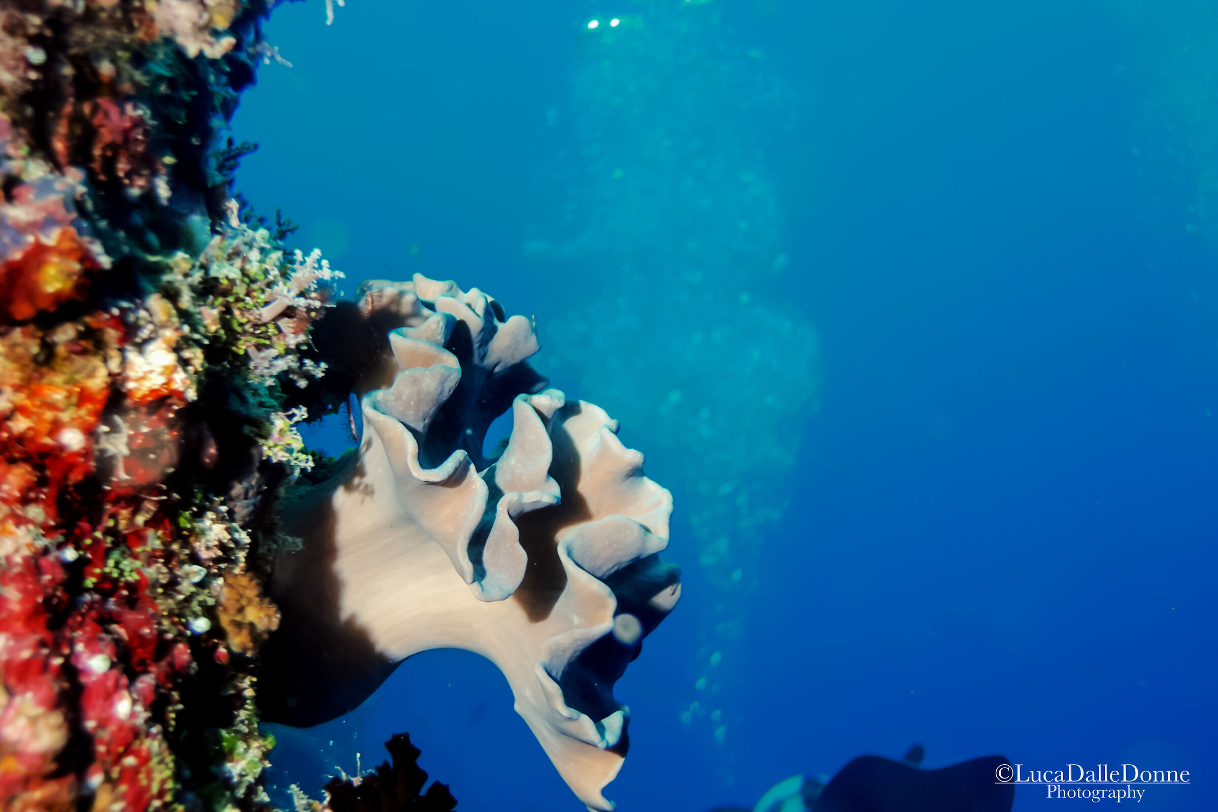 Maldivian environment