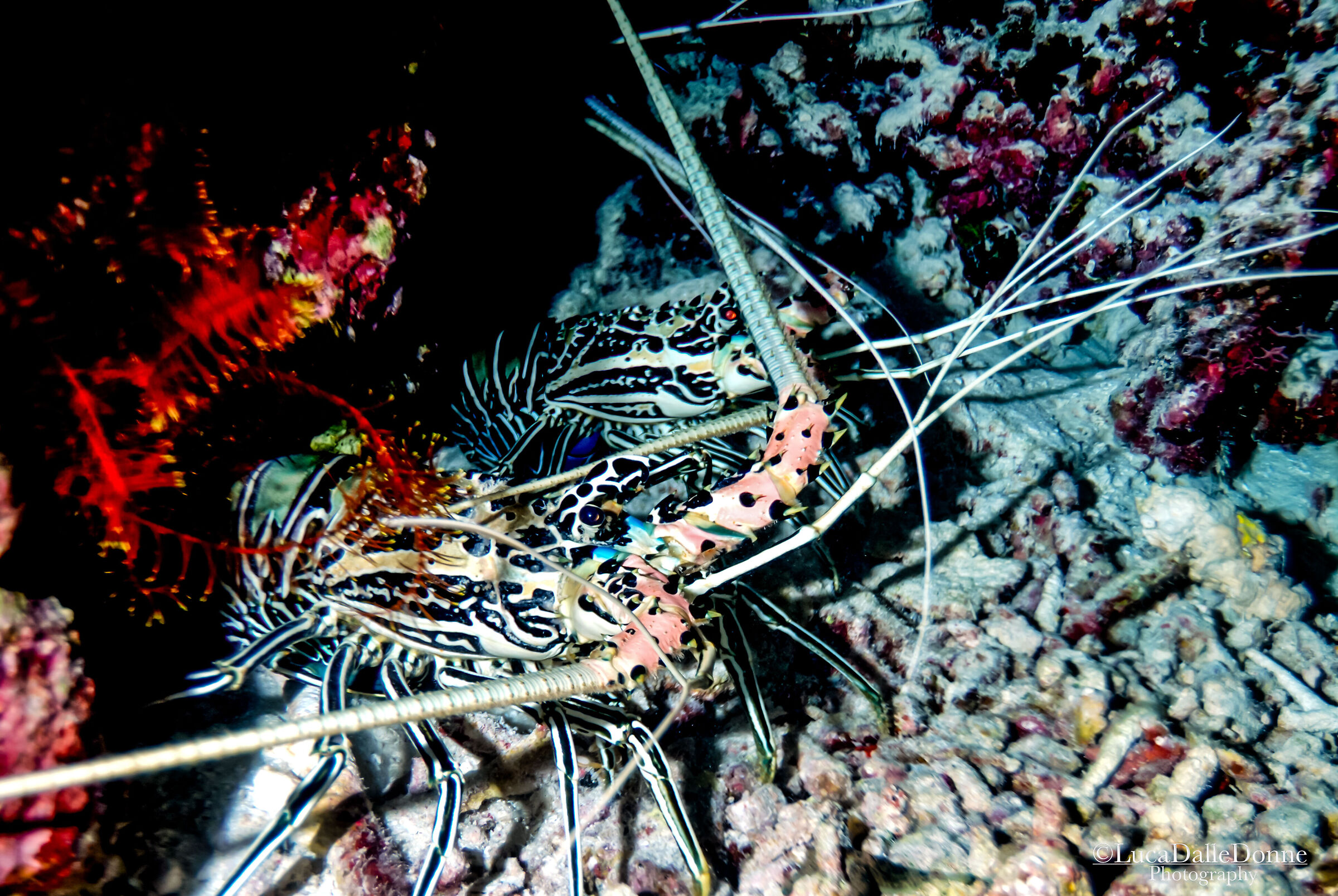 Lobsters in the Maldives