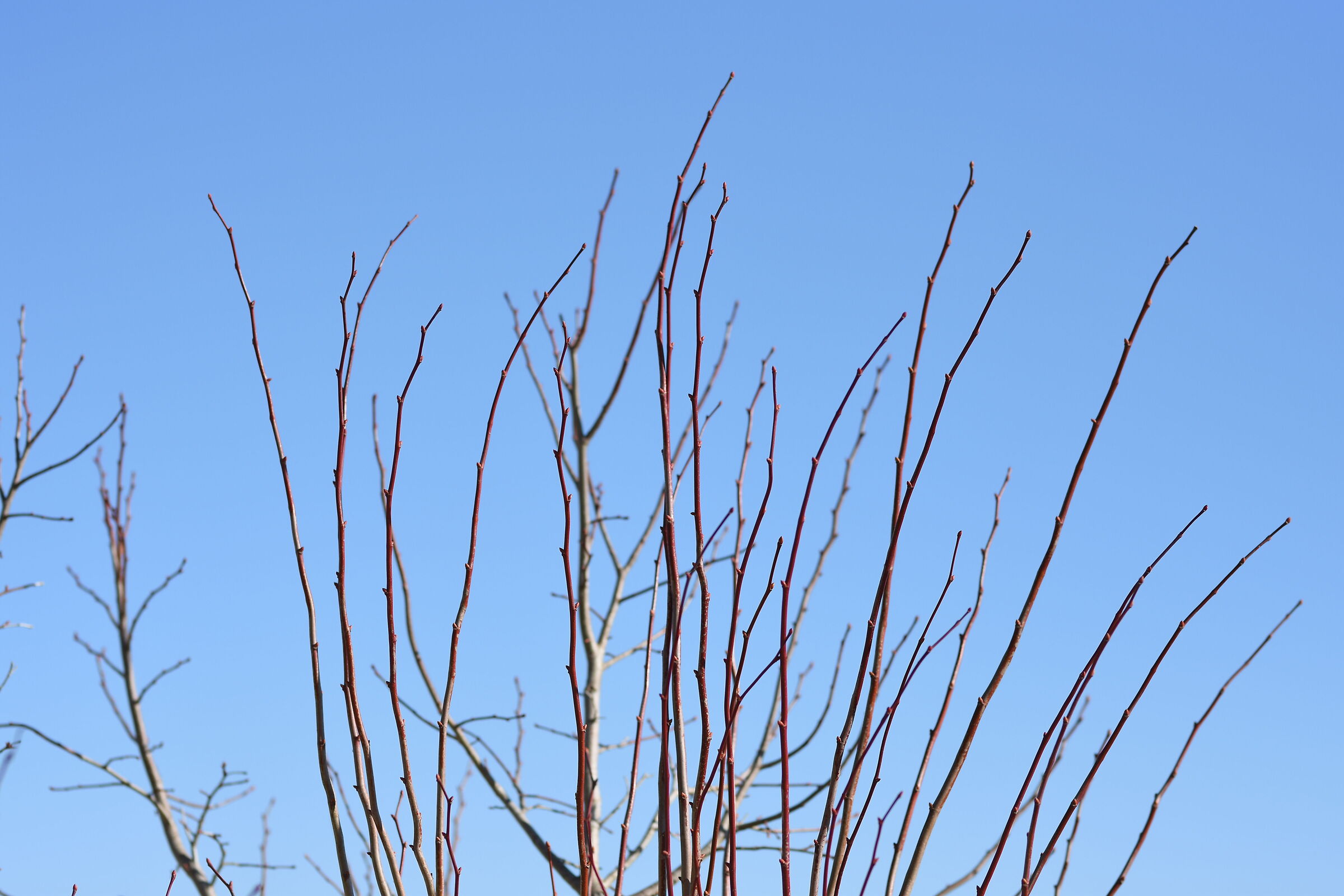 " F. 2.4 ", I/ 4.0 0 0, ISO 125- Sigma 85 1.4 Art