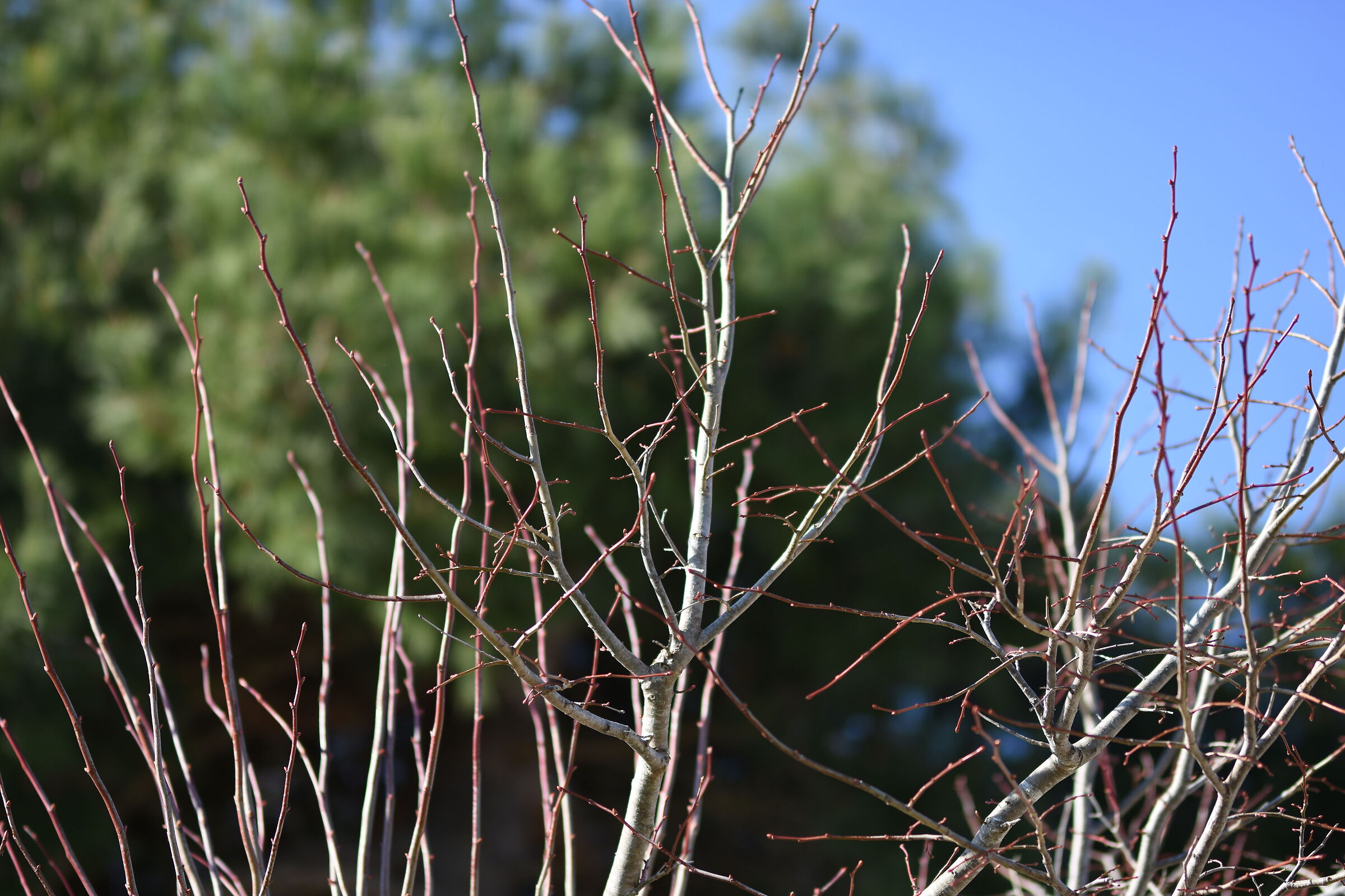 " F. 1.4 ", 1/ 4.0 0 0, ISO 125- Sigma 85, 1.4 Art