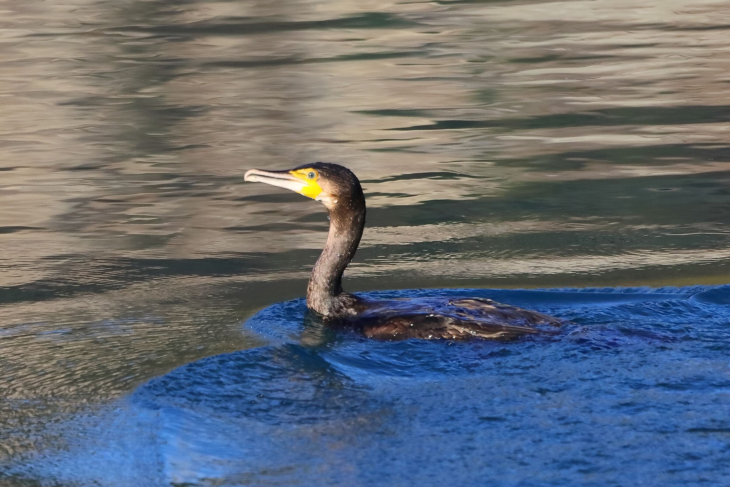 Cormorano 07-11-2022
