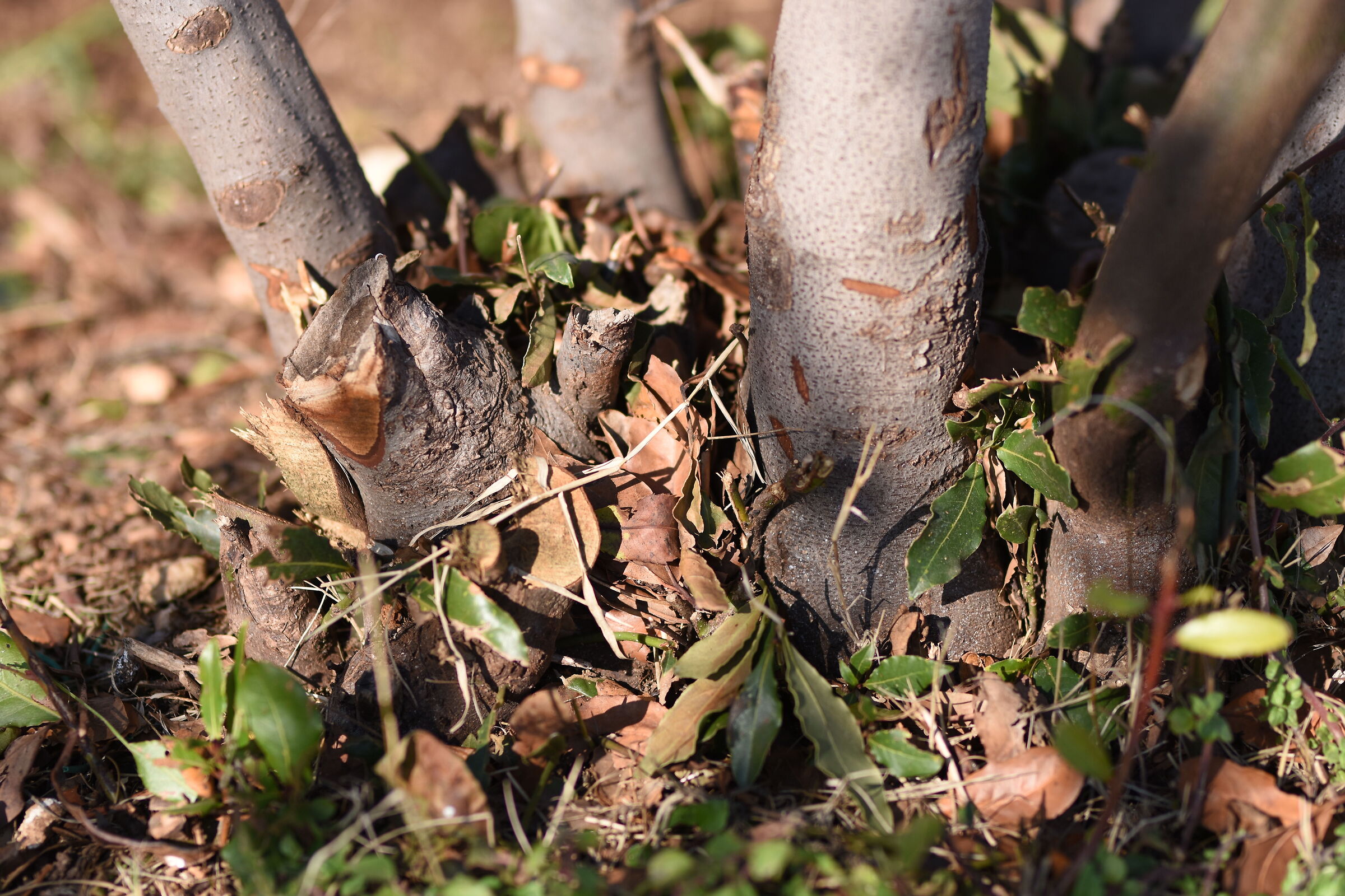 " F. 1.7 ", 1/ 4.0 0 0, ISO 125- Sigma 85, 1.4 Art