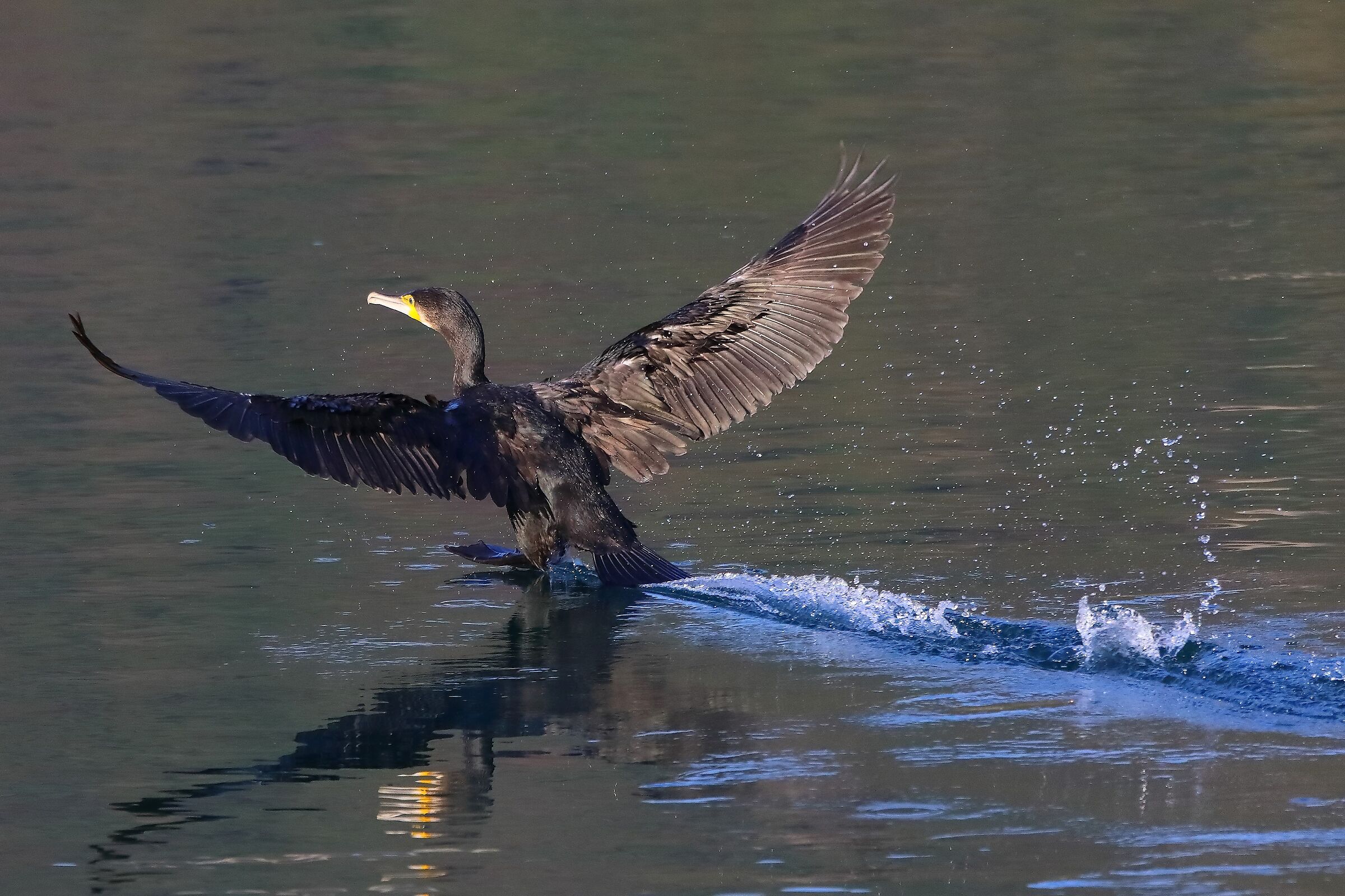 Cormorano 07-11-2022