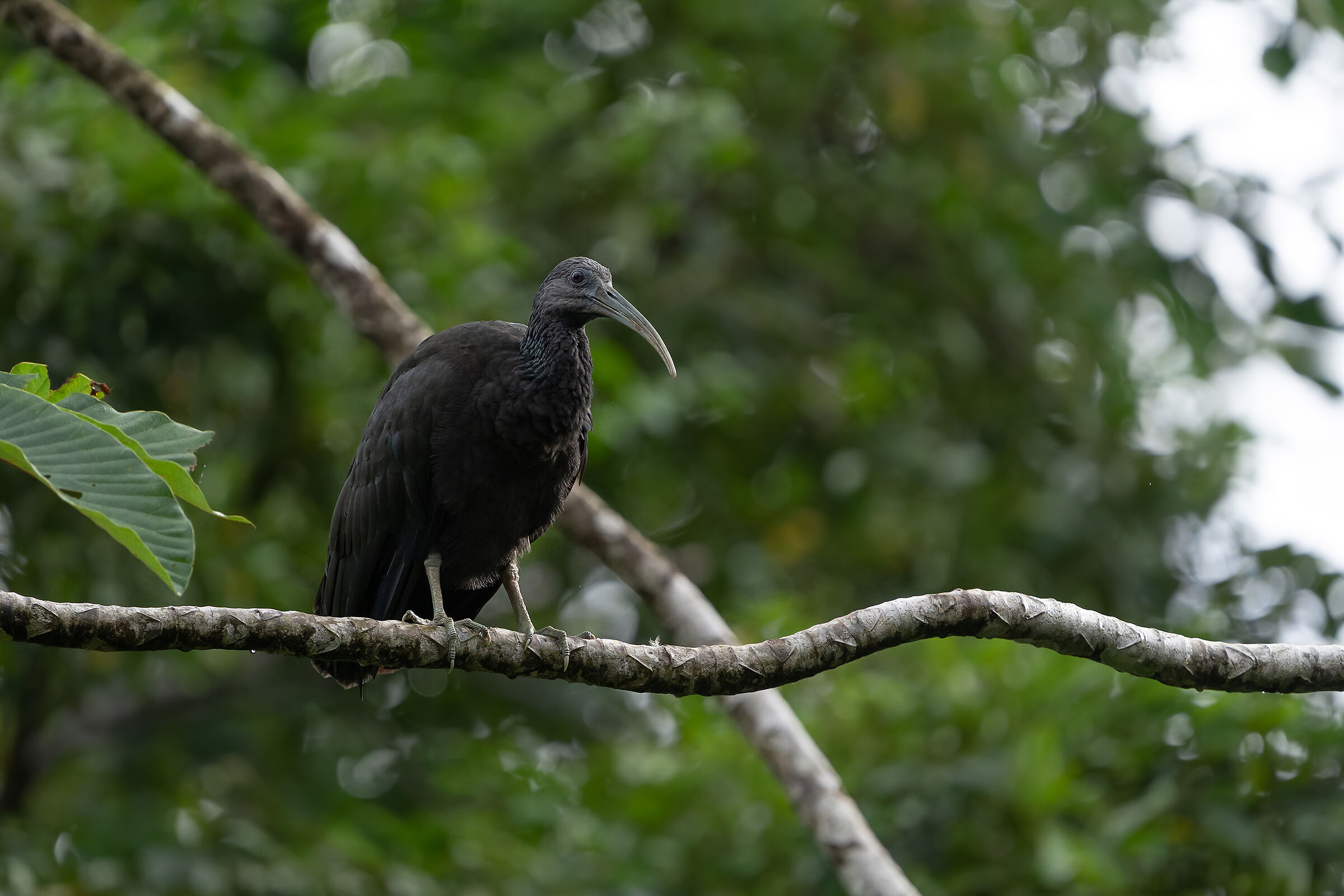 ibis verde (Mesembrinibis cayennensis)