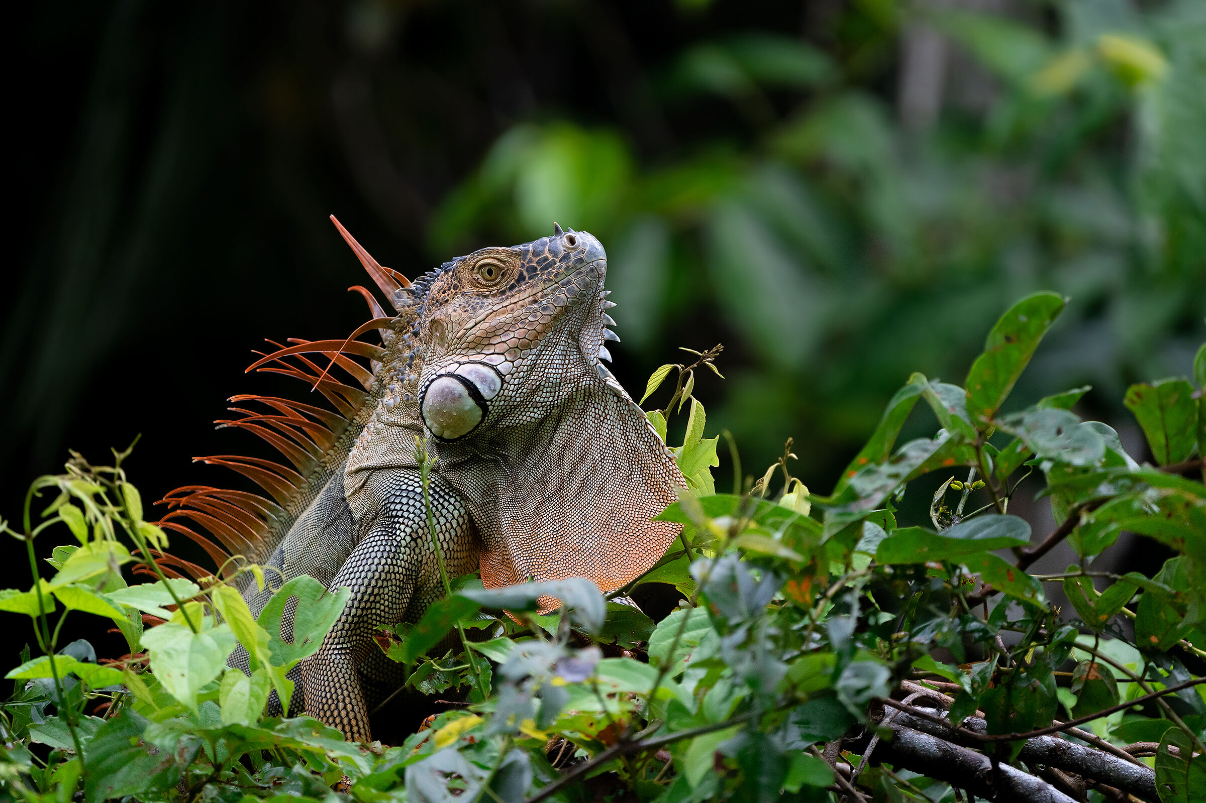 Green iguana