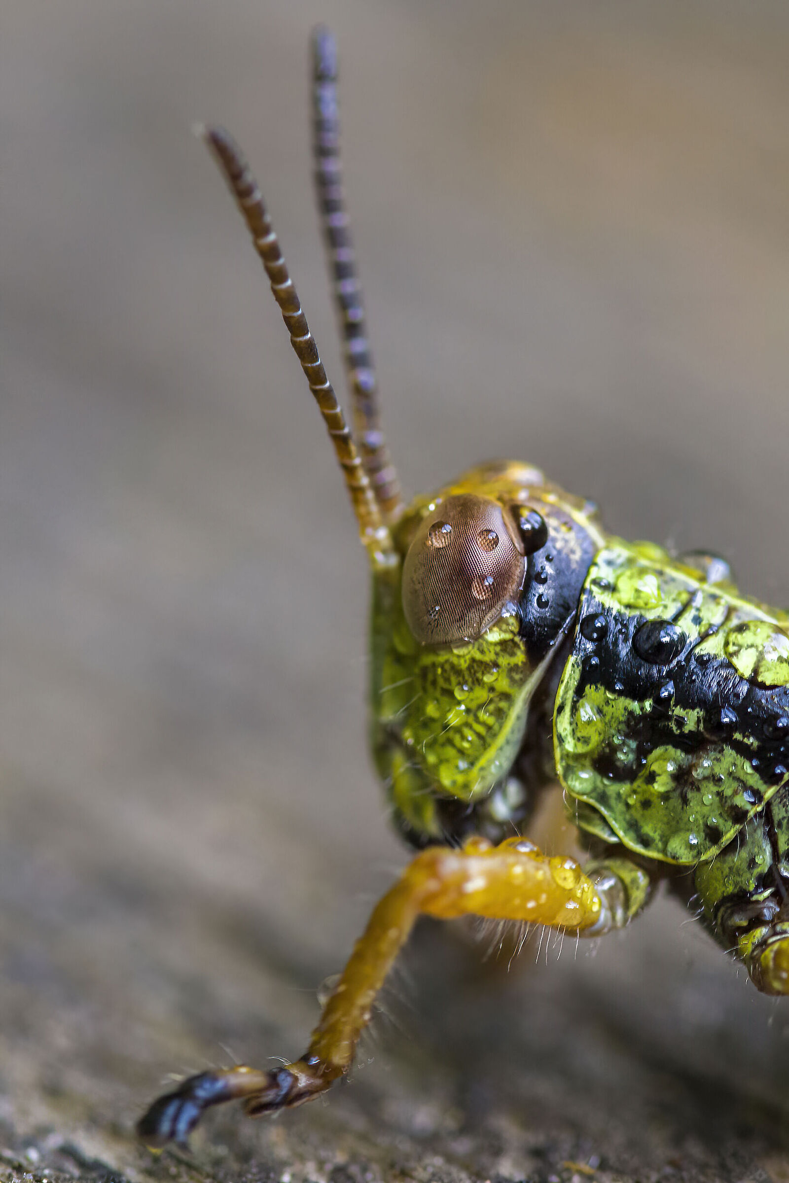 Miramella alpina, the 'Grasshopper of the Green Mountain'