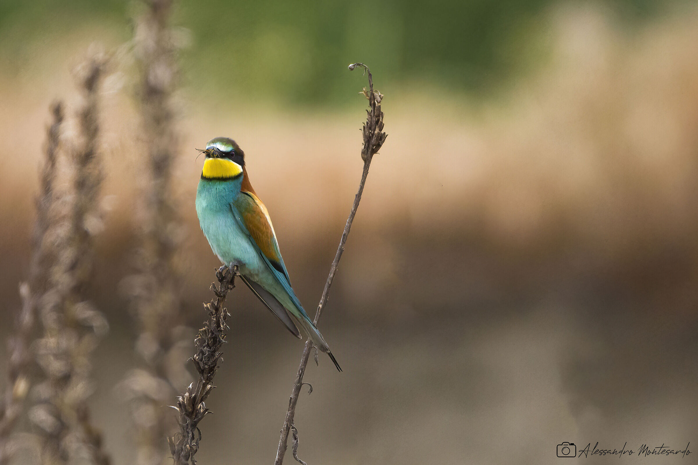 Bee-eater