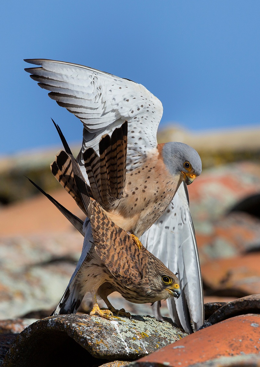 Lesser Kestrel (el matador)