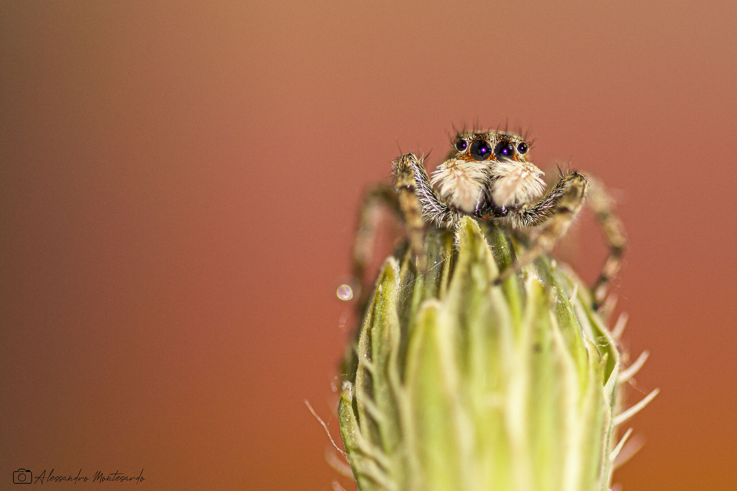 Salticidae curious...
