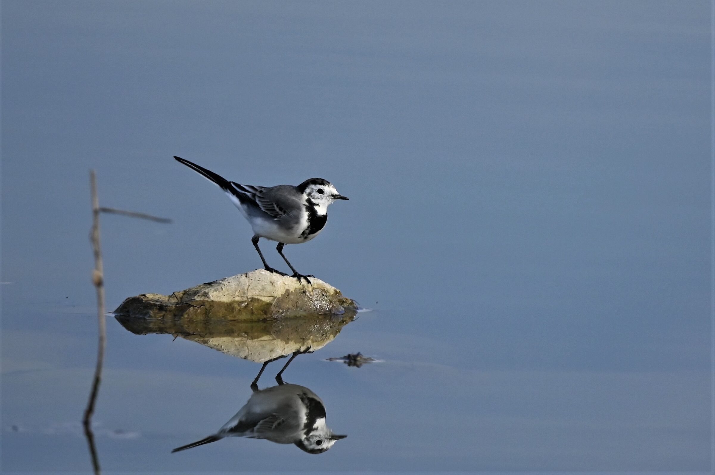 White wagtail