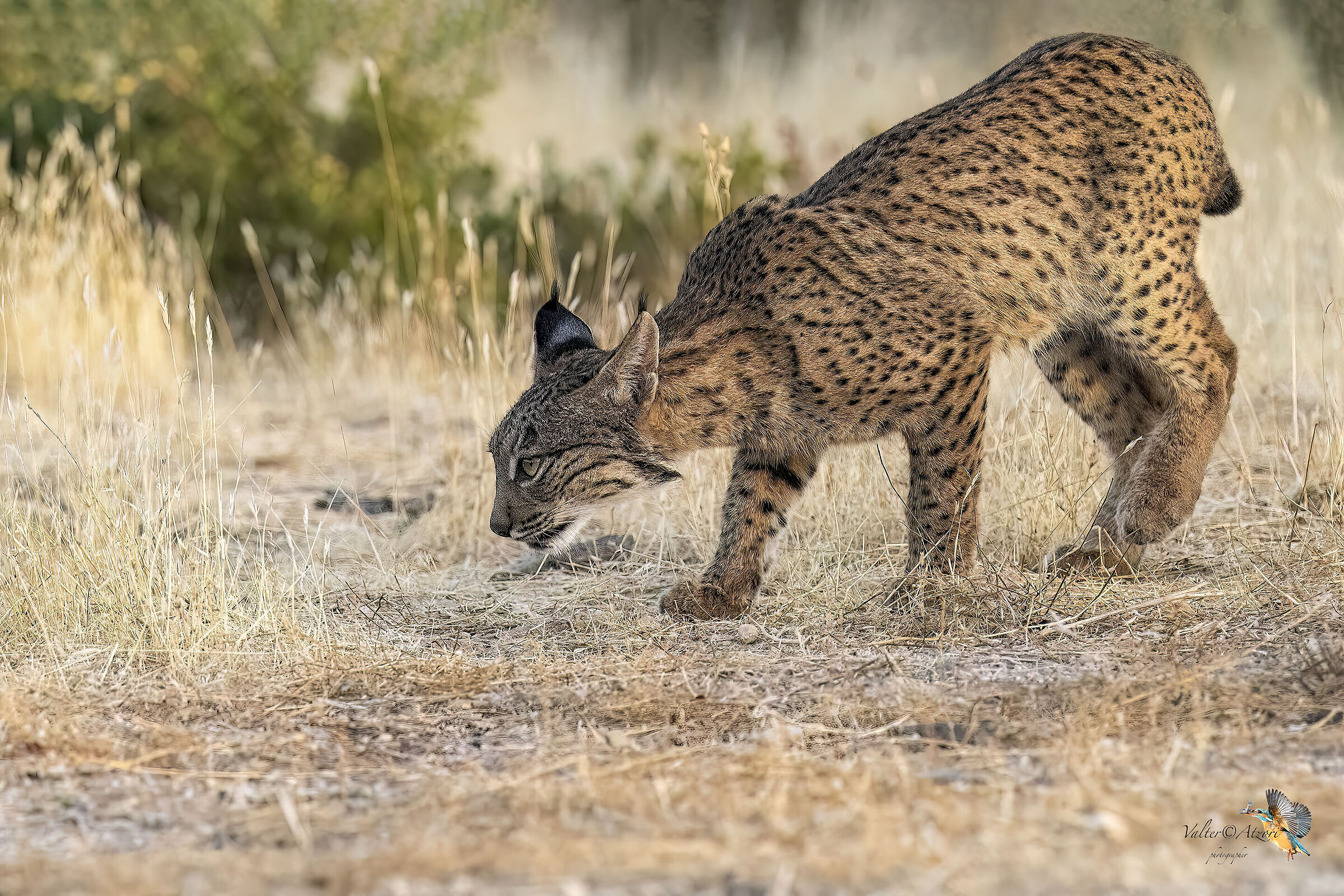 Lince Pardina in caccia