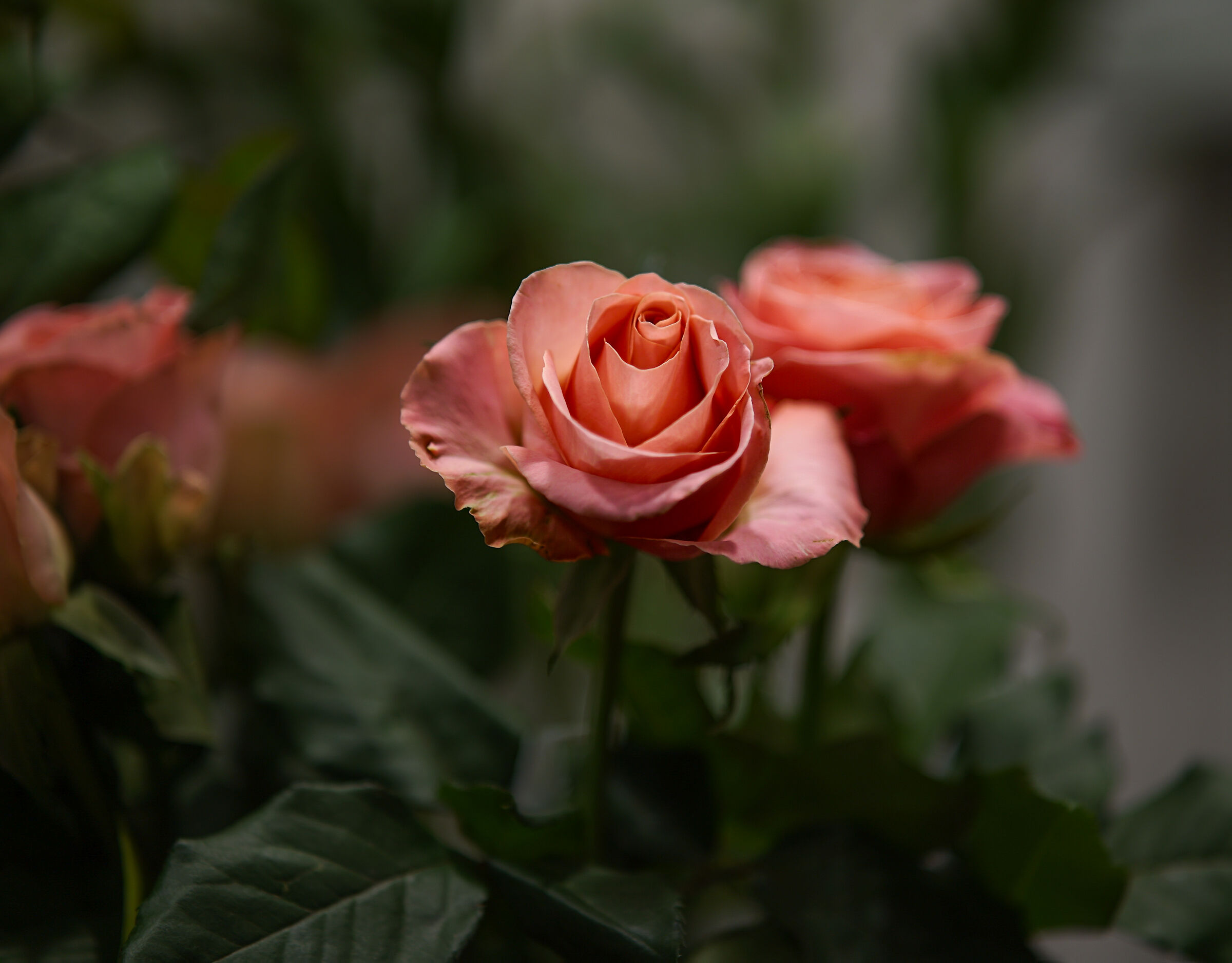 Rose of Viridea