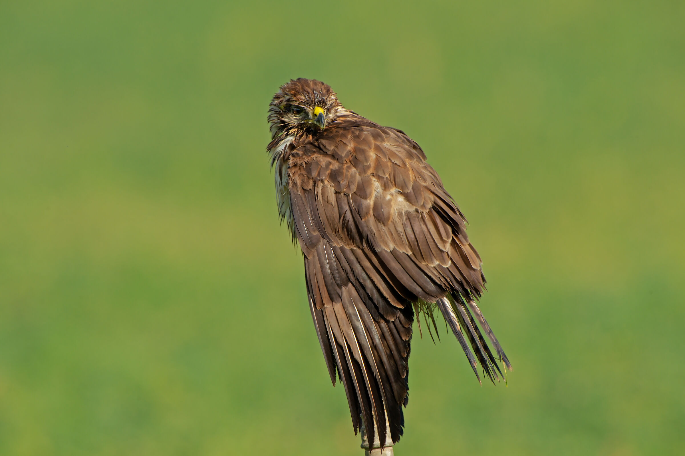 Buzzard