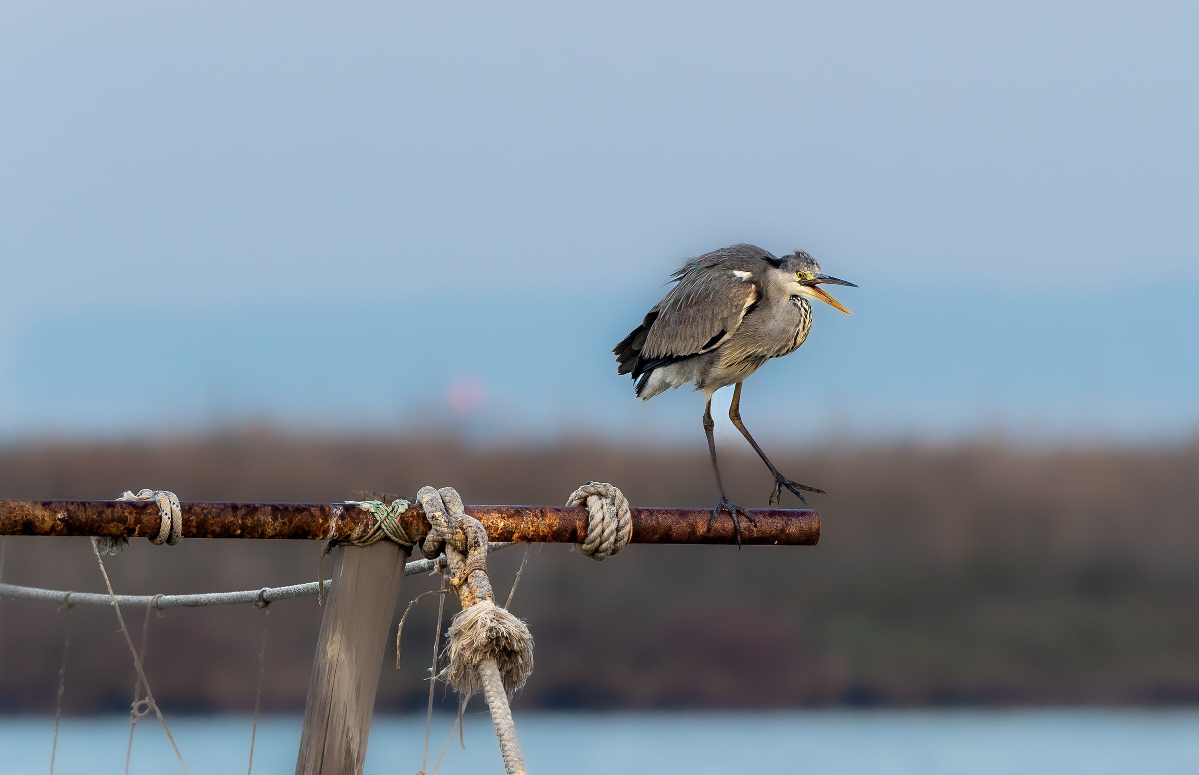 Grey heron