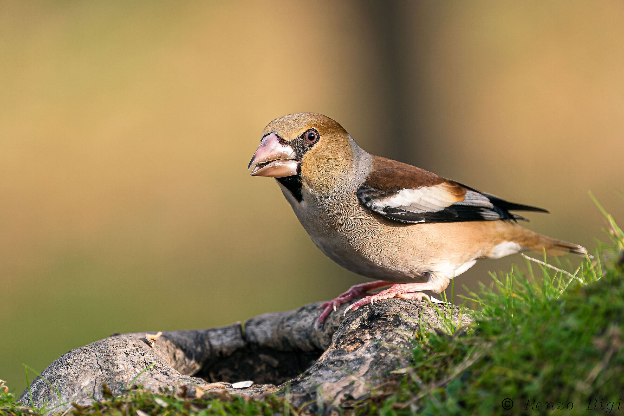 Hawfinch