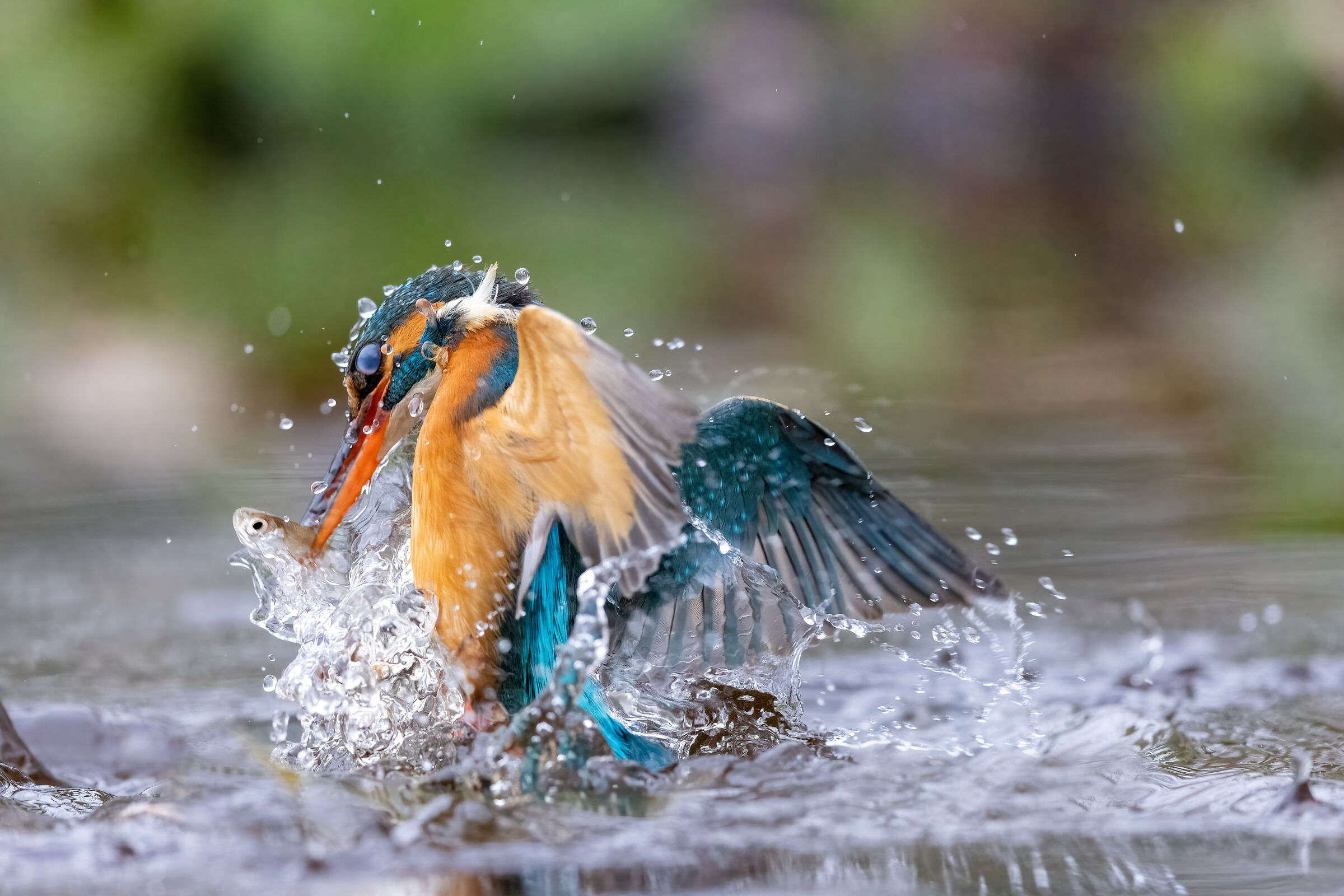 la pesca del martino