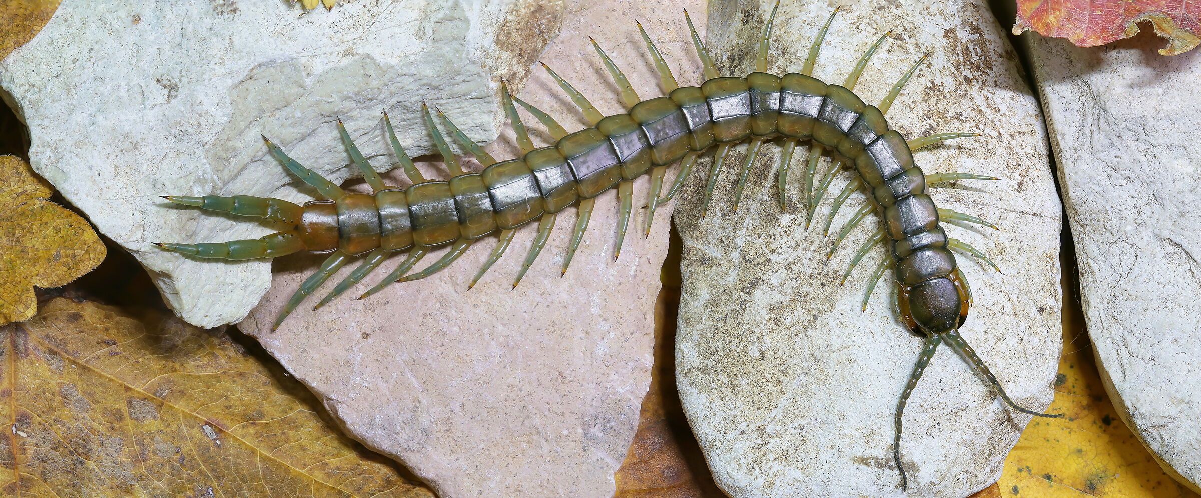 Scolopendra cingulata
