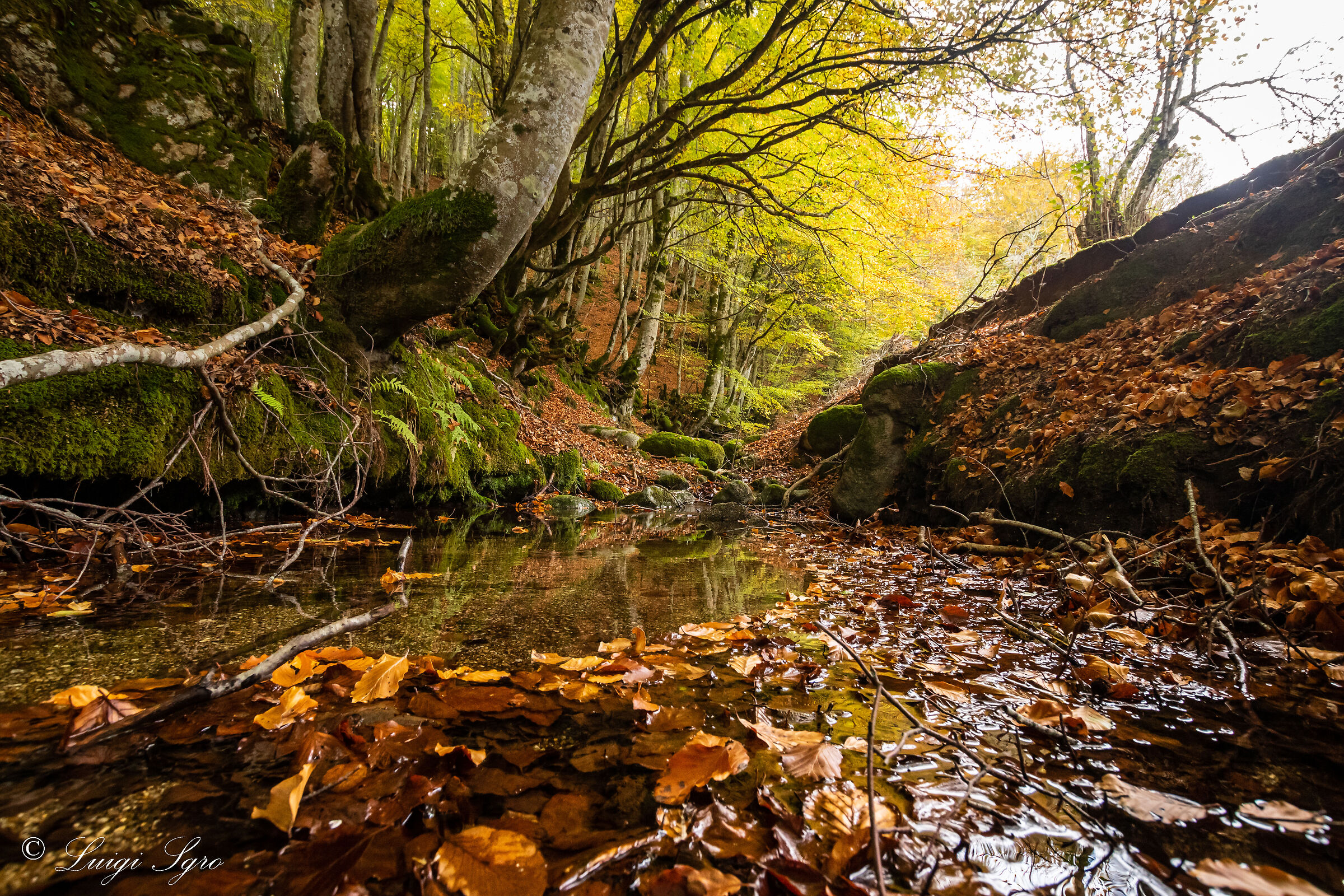 Ruscello Nel Parco Naturale Regionale delle Serre
