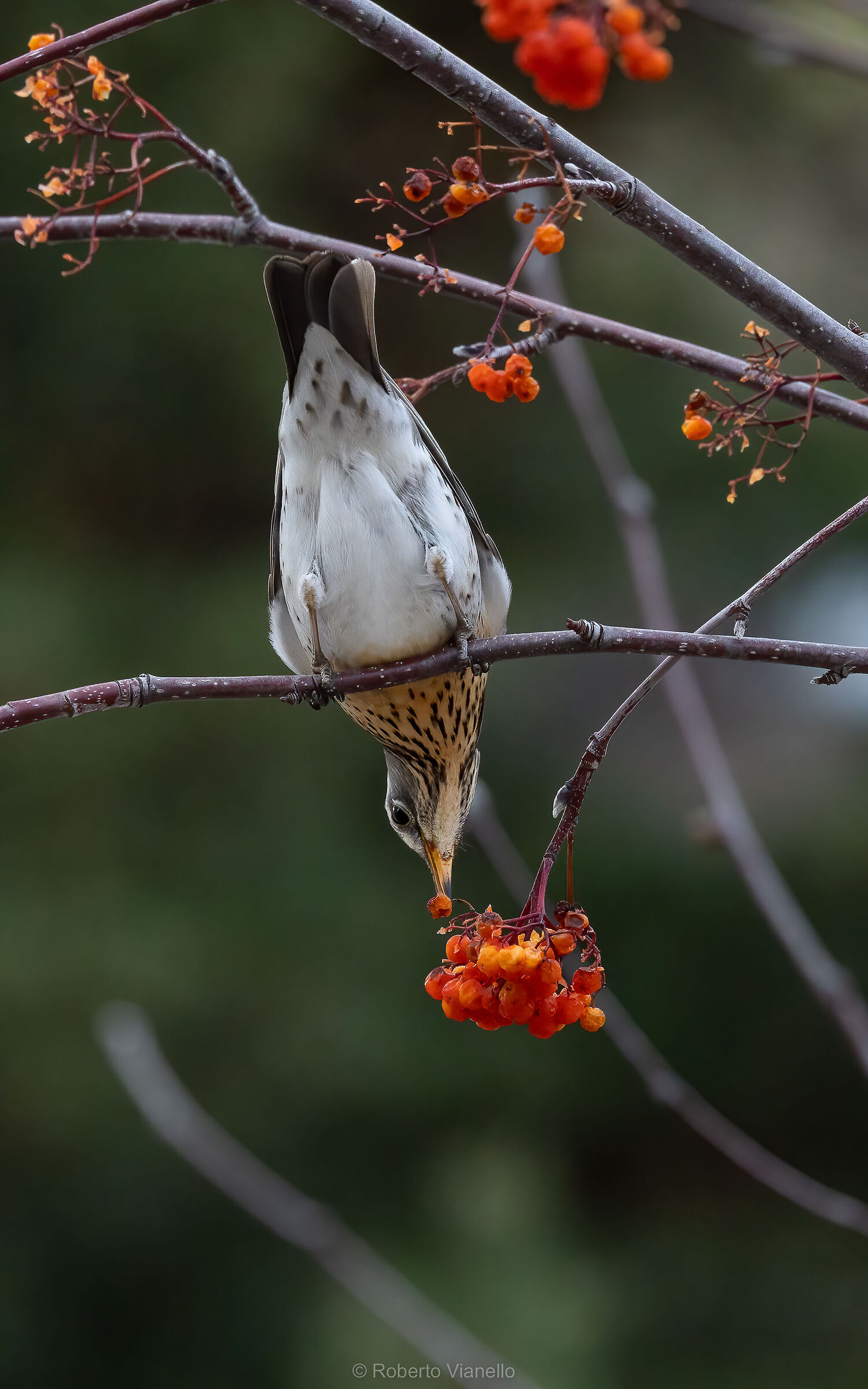 La Cesena e la Pissera