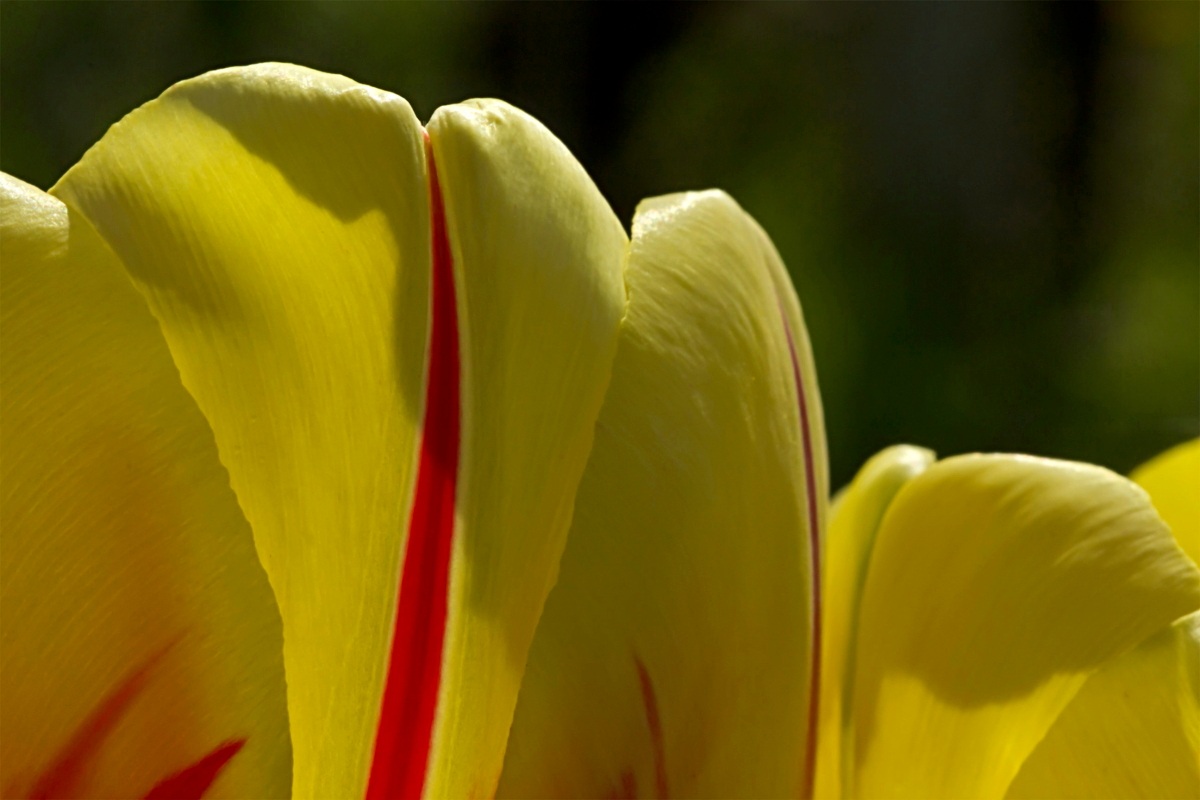yellow tulip