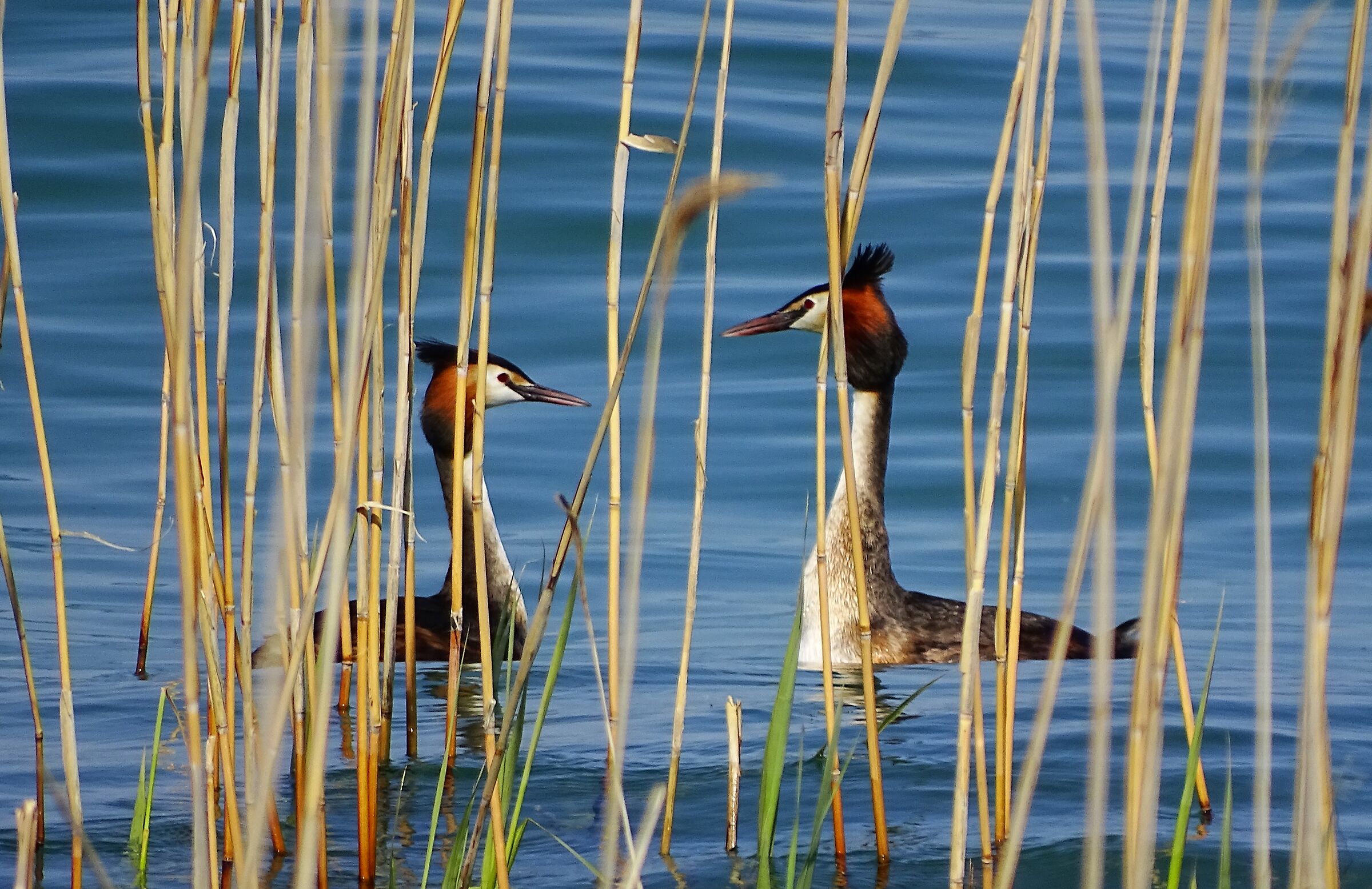 Grebes on Lake Garda