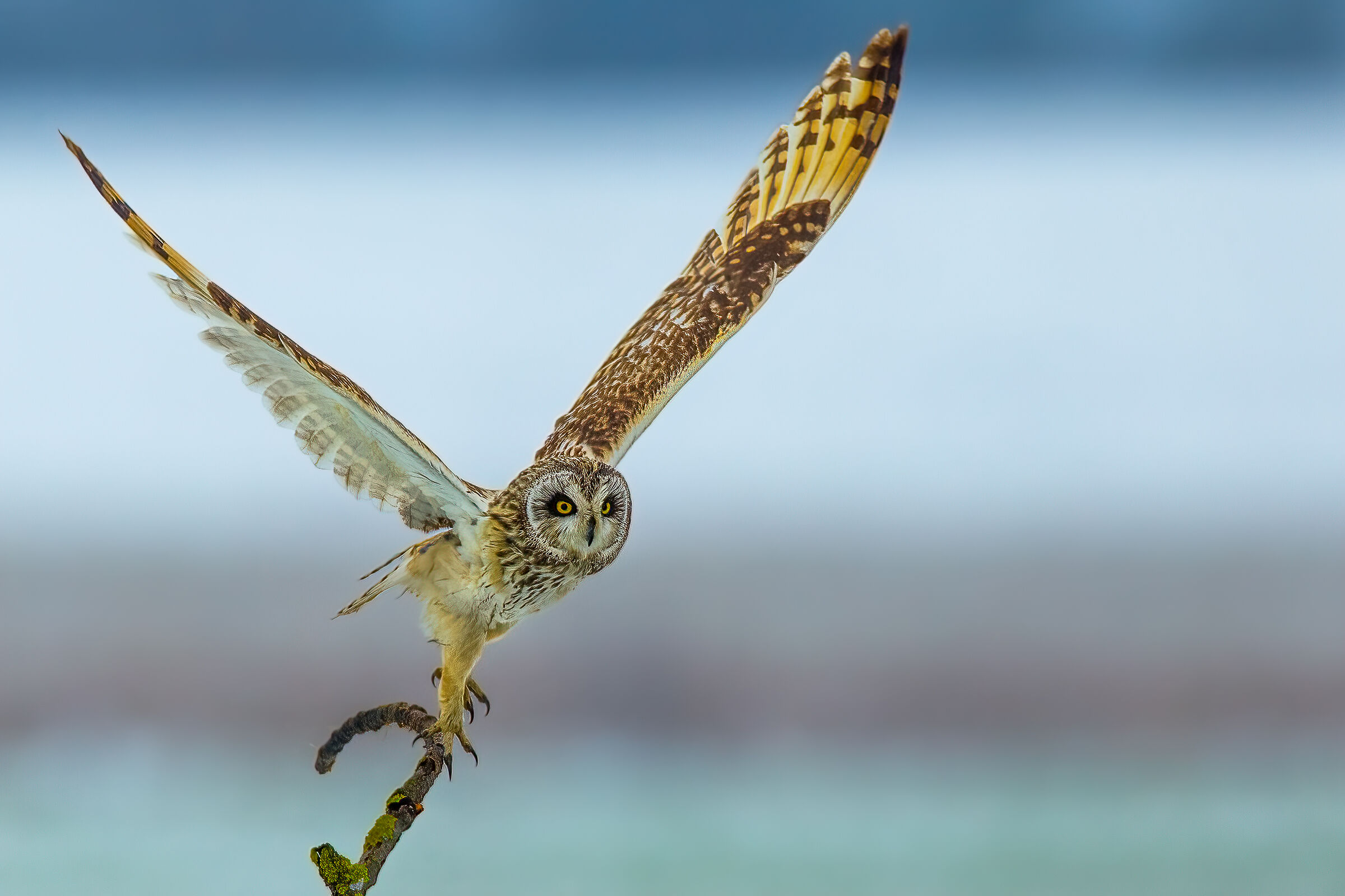 Gufo di palude su paesaggio innevato