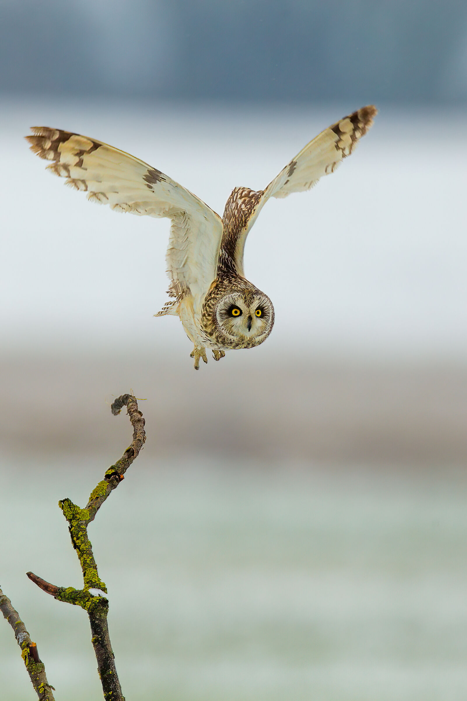 Gufo di palude sulla e sotto la neve