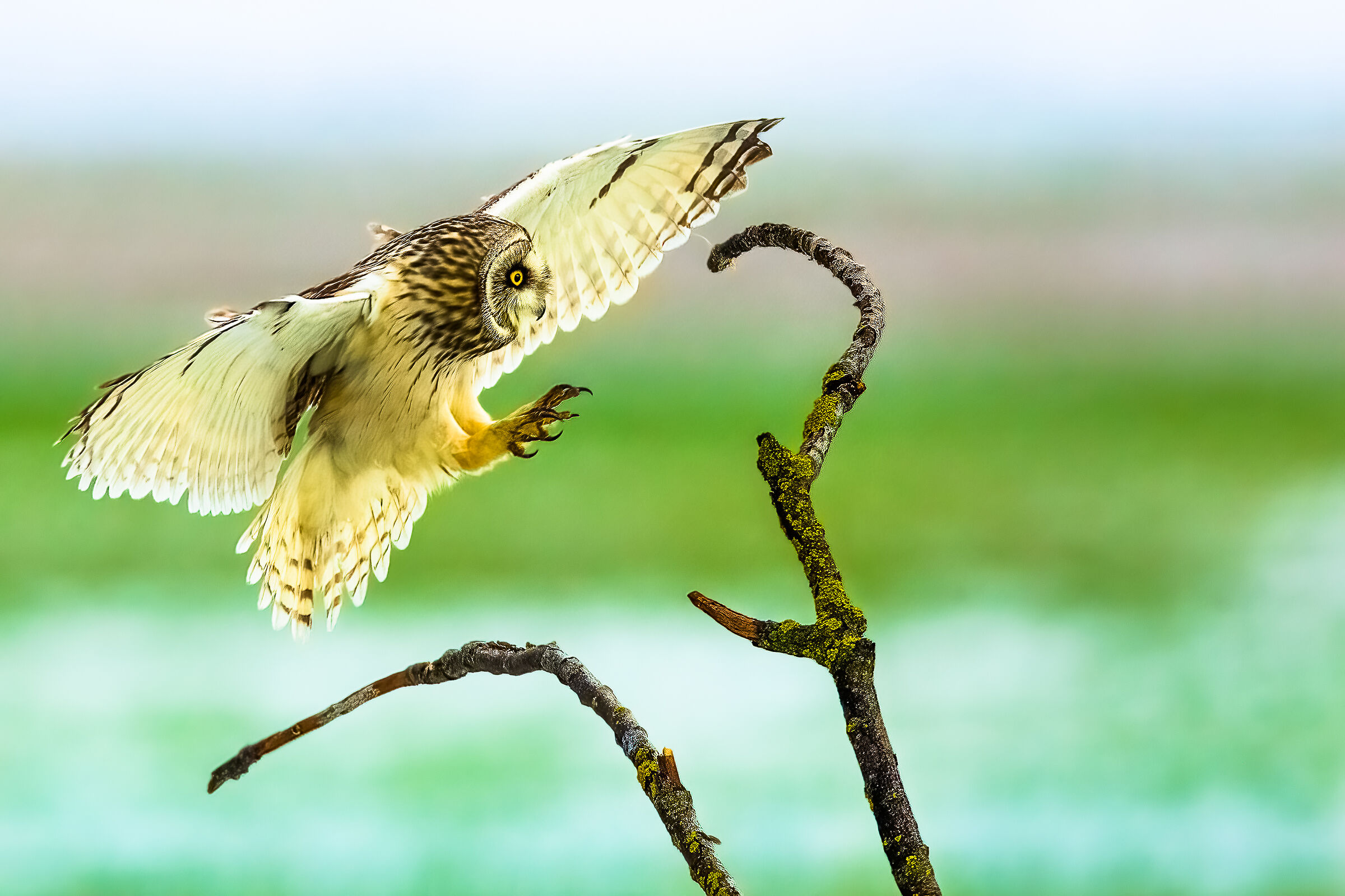 Gufo di palude sulla neve