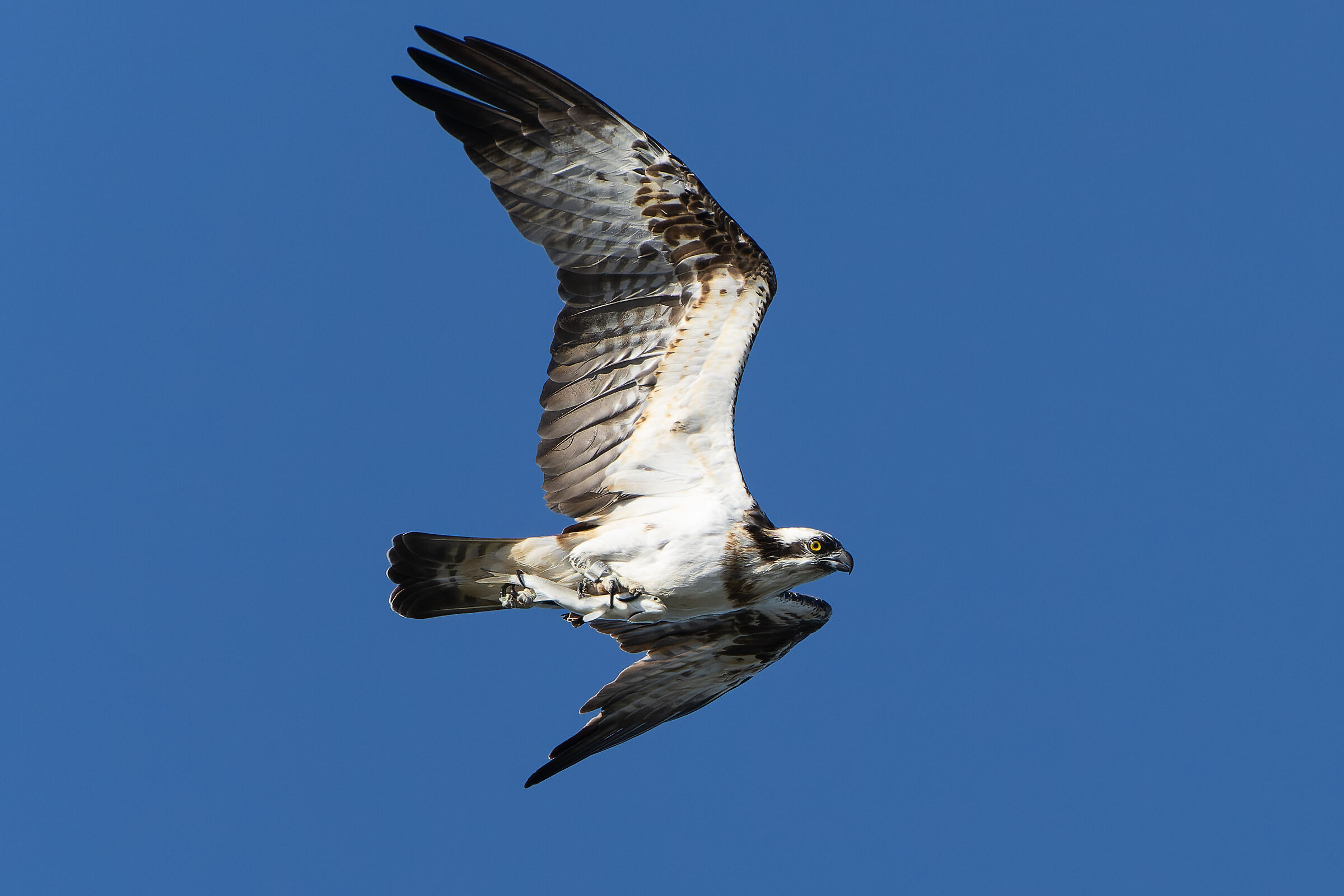 Osprey