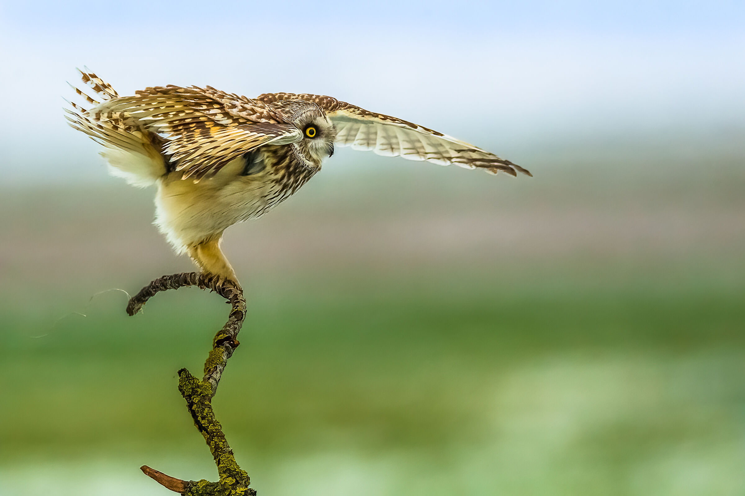 Gufo di palude sulla e sotto la neve