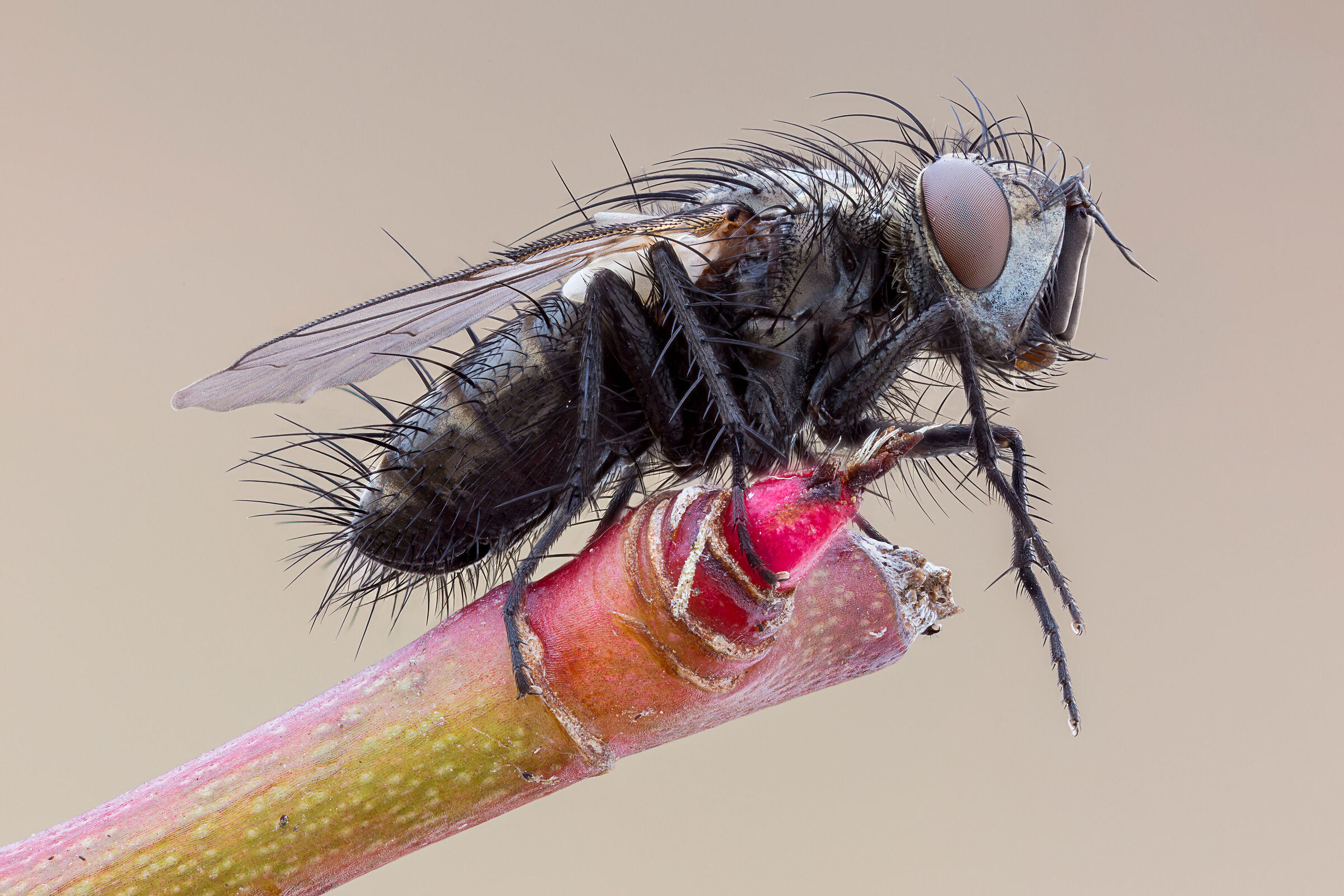 Tachinid marzo