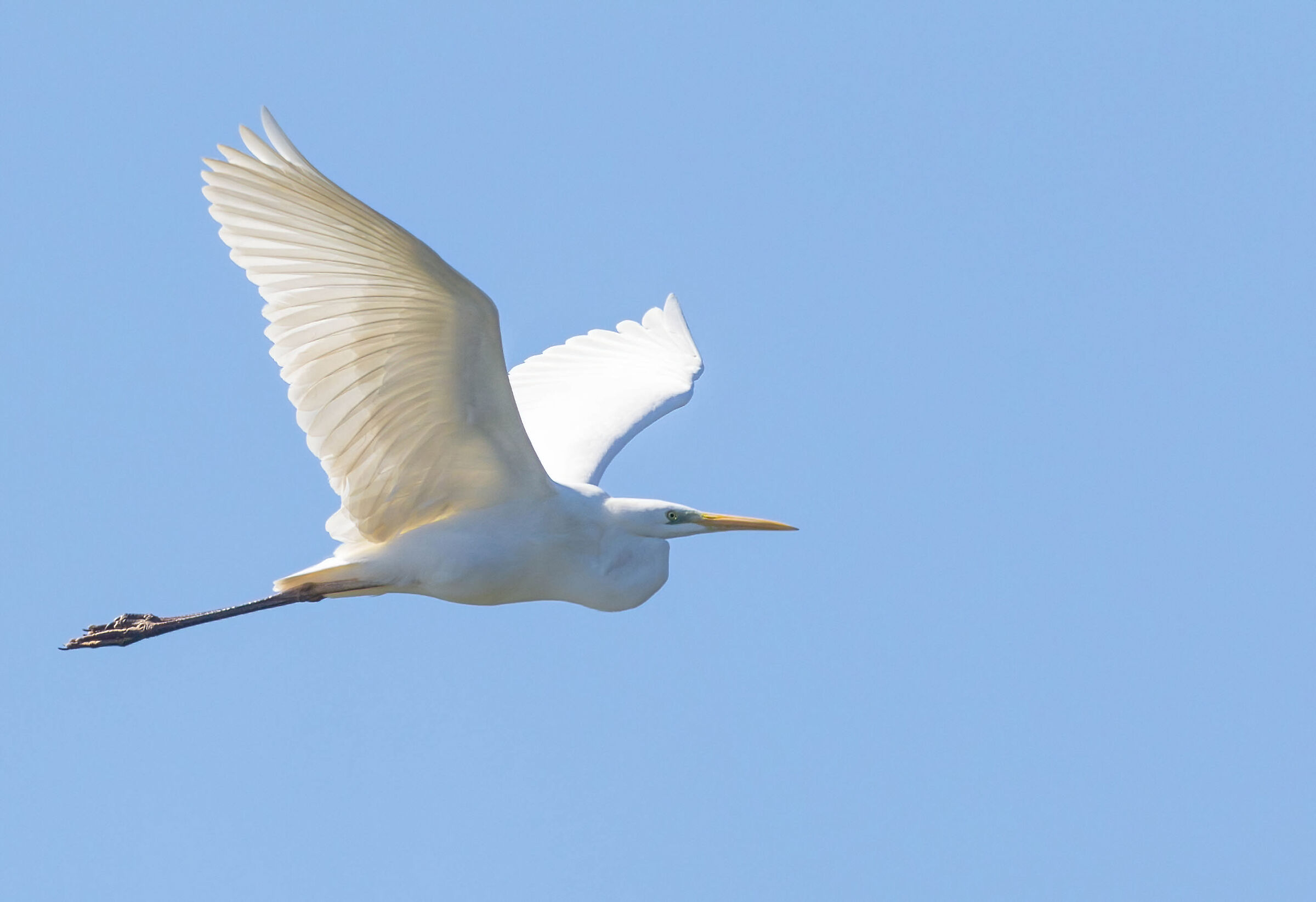White in flight