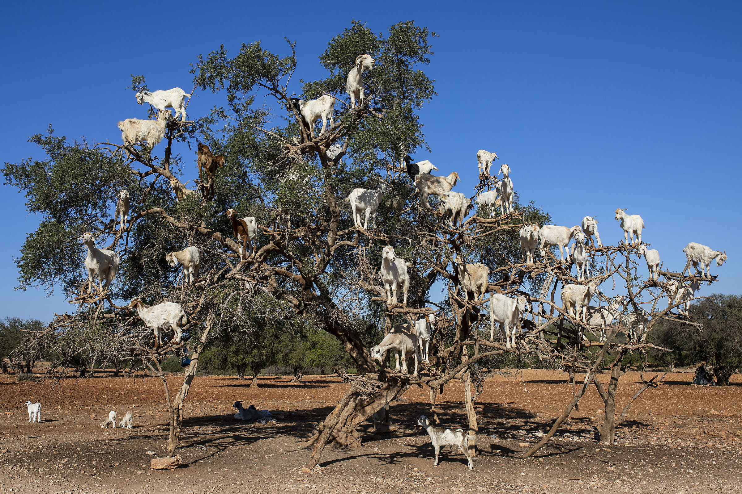 si sta come d'autunno sugli alberi le capre