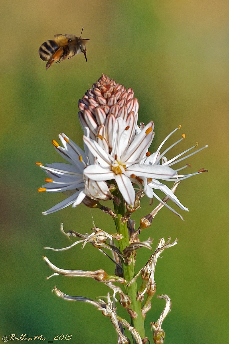 Bumblebee & Asphodel