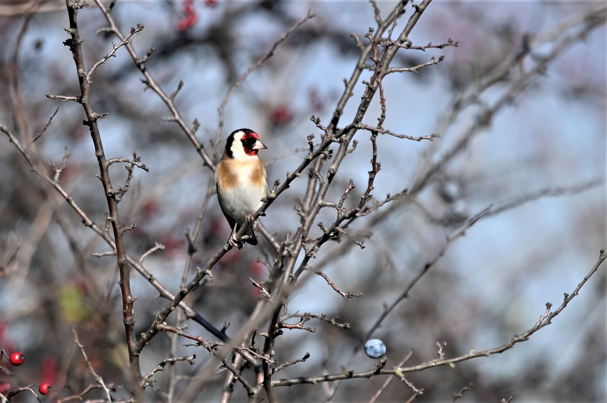 Goldfinch