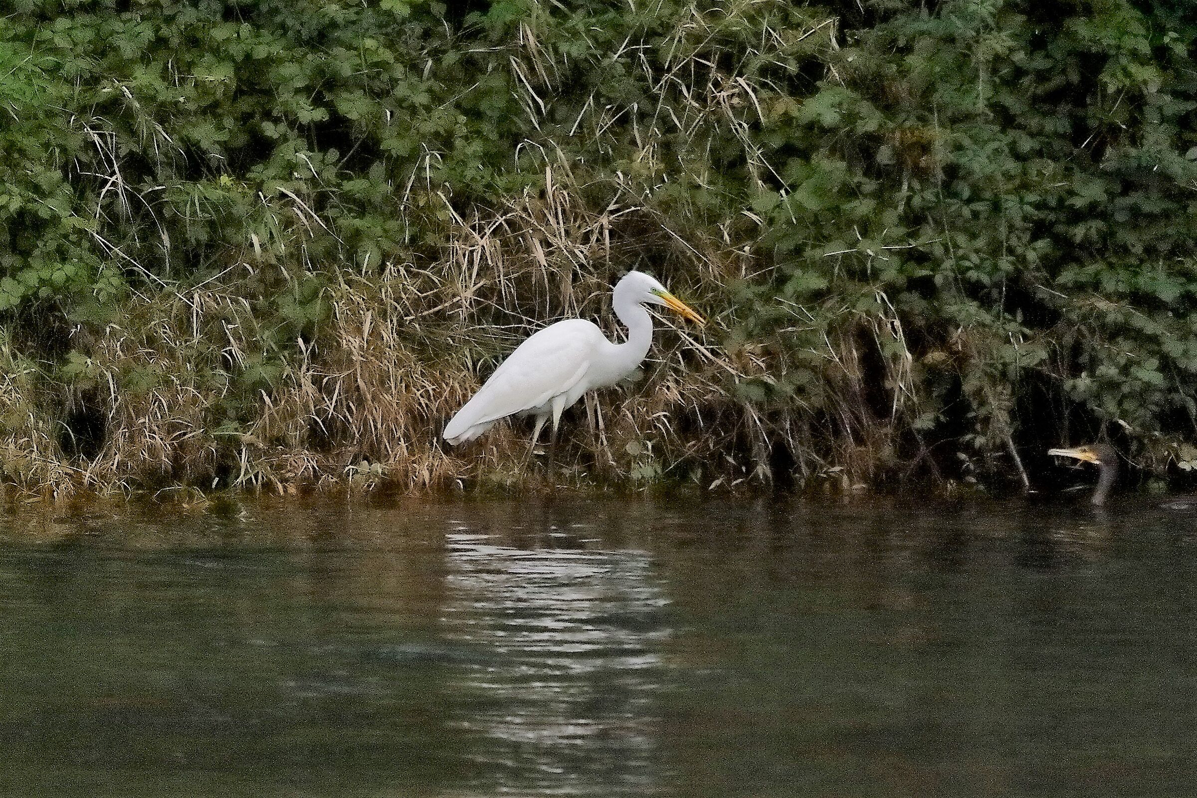 airone BM 12 novembre 2022