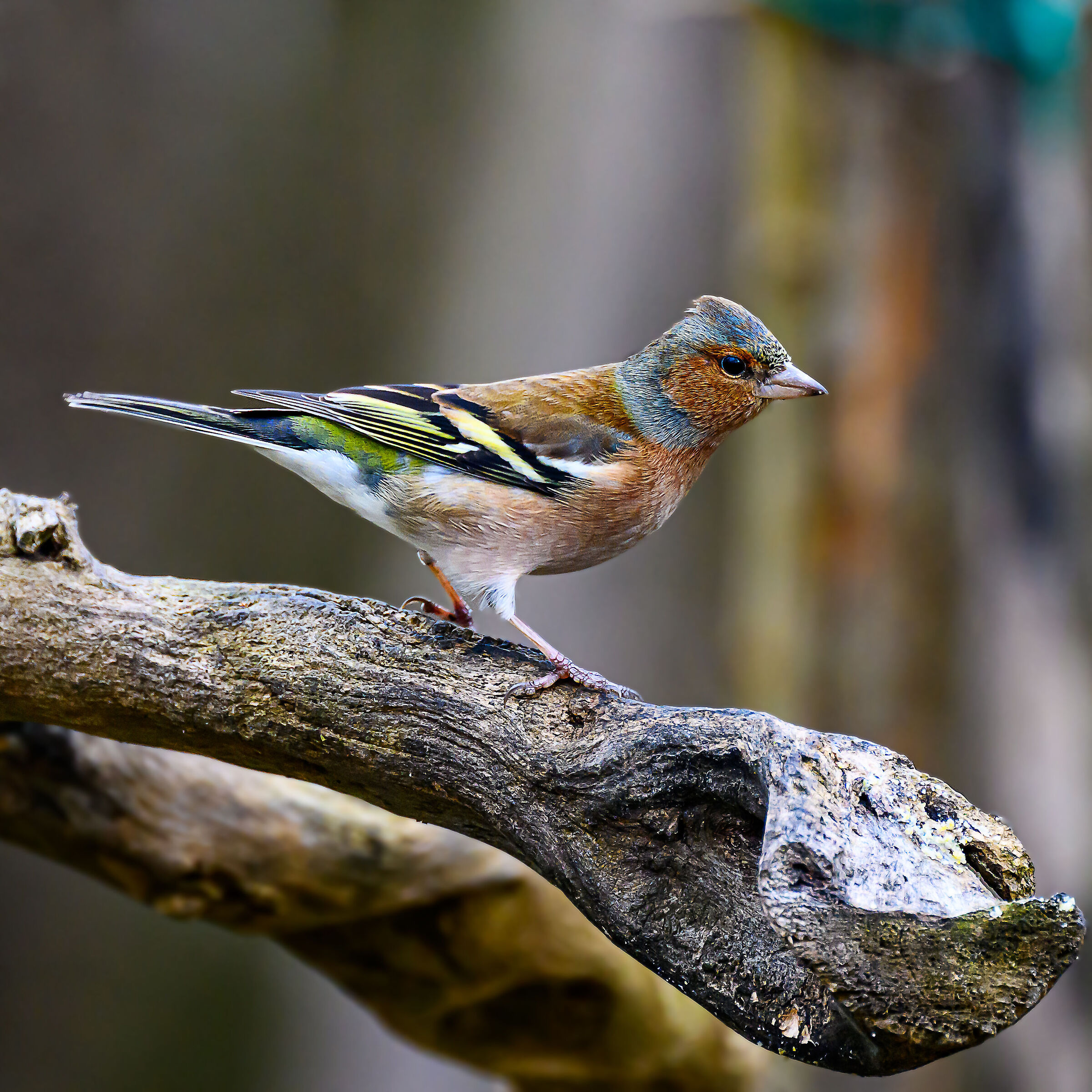 chaffinch