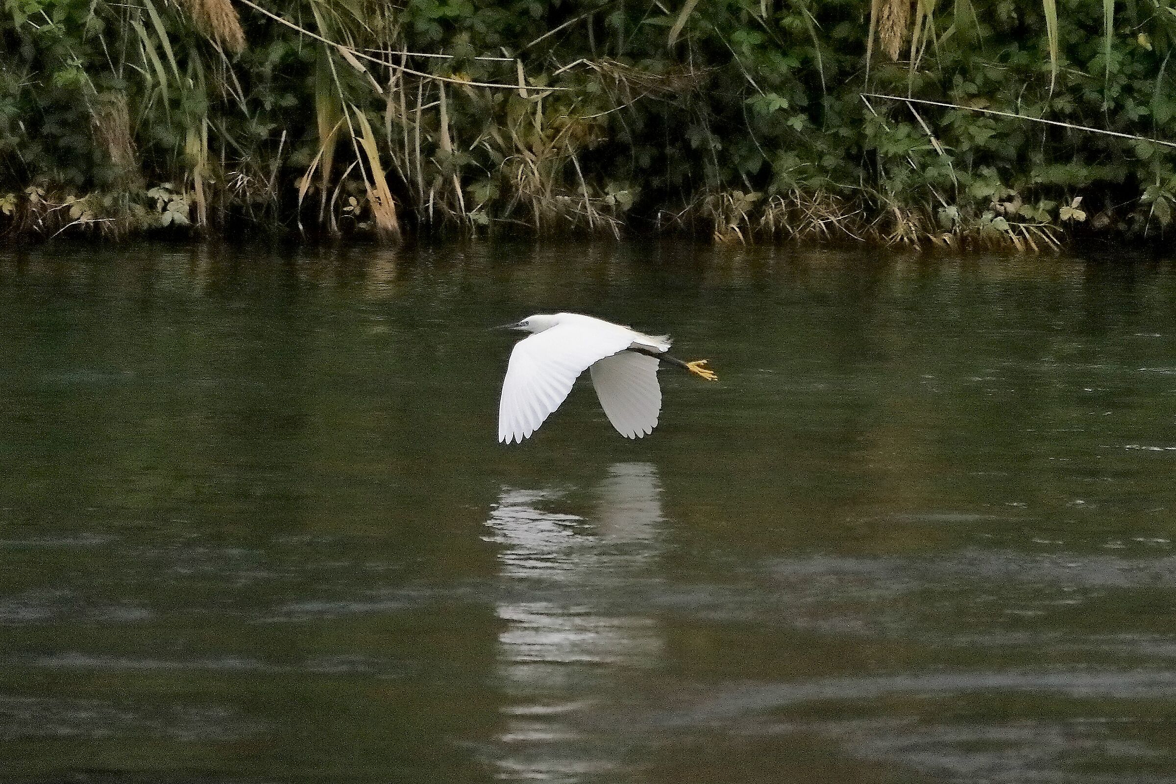 garzetta 12 novembre 2022