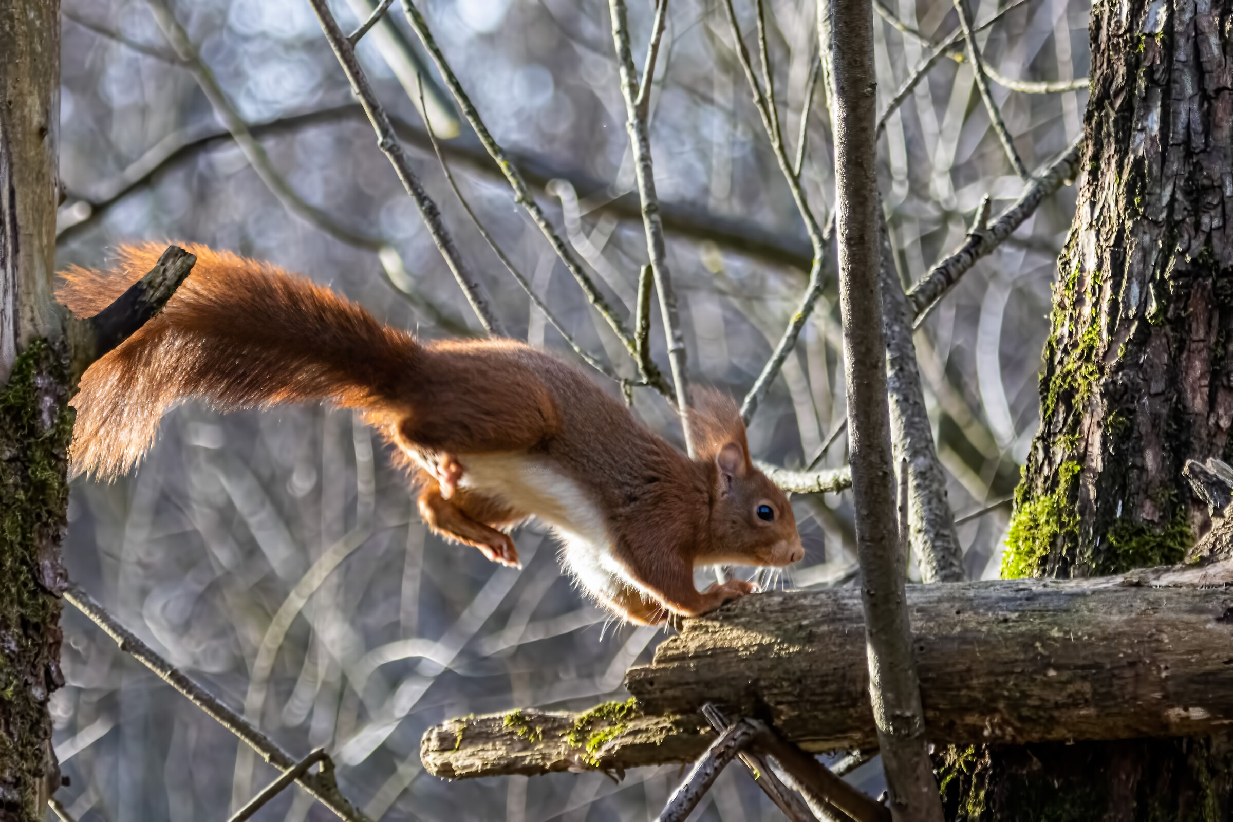 SQUIRREL