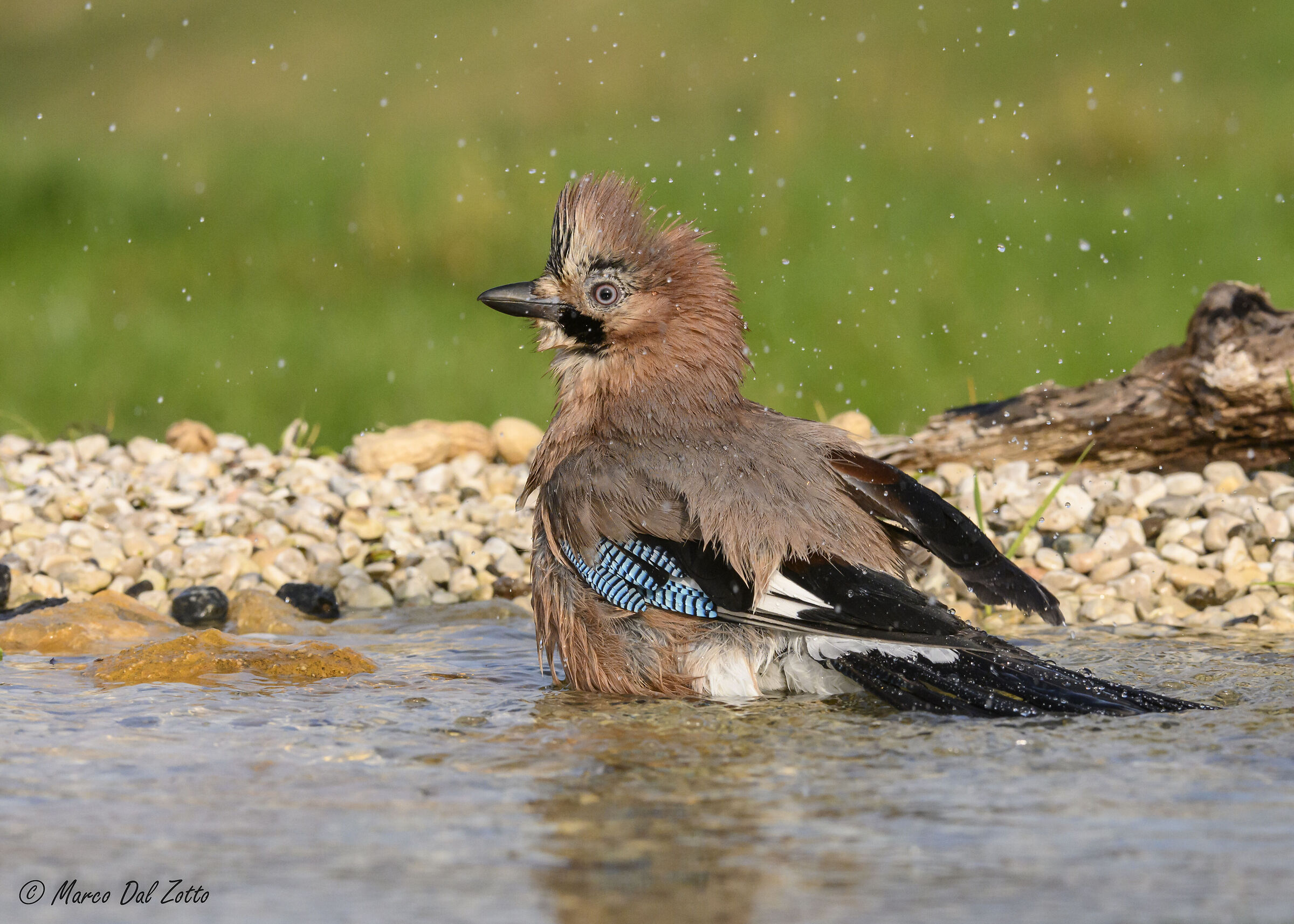 il bagnetto della ghiandaia