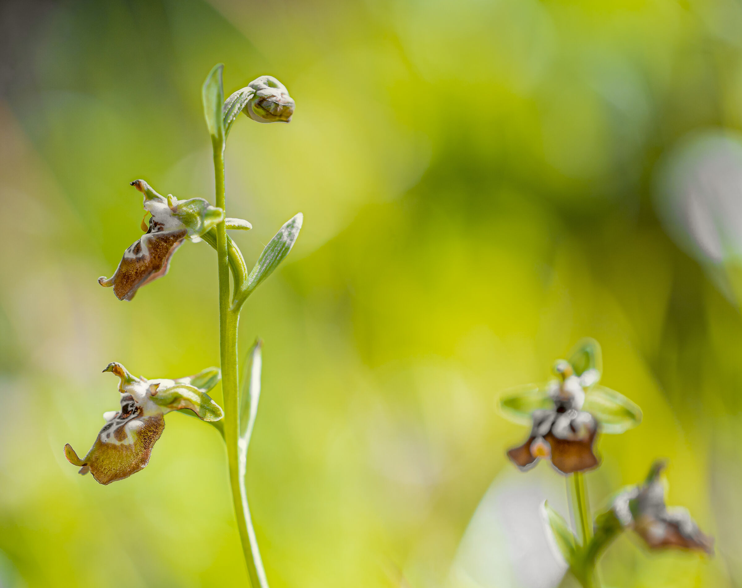 ophrys oxyrrhgnchos