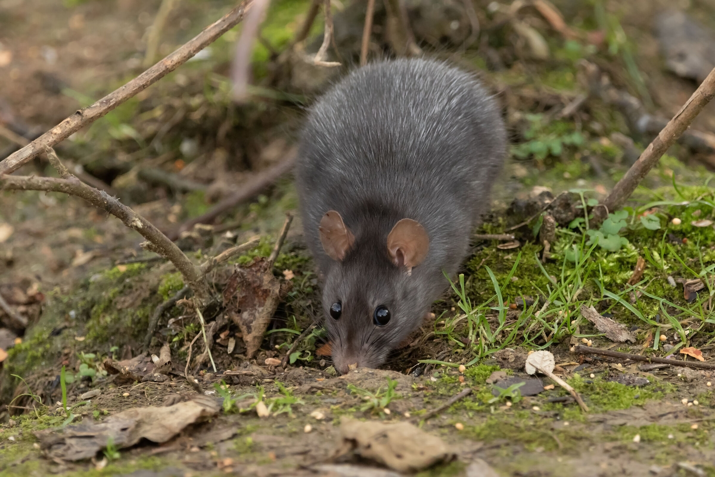 Ratto grigio Oasi Lipu 12/01/2023