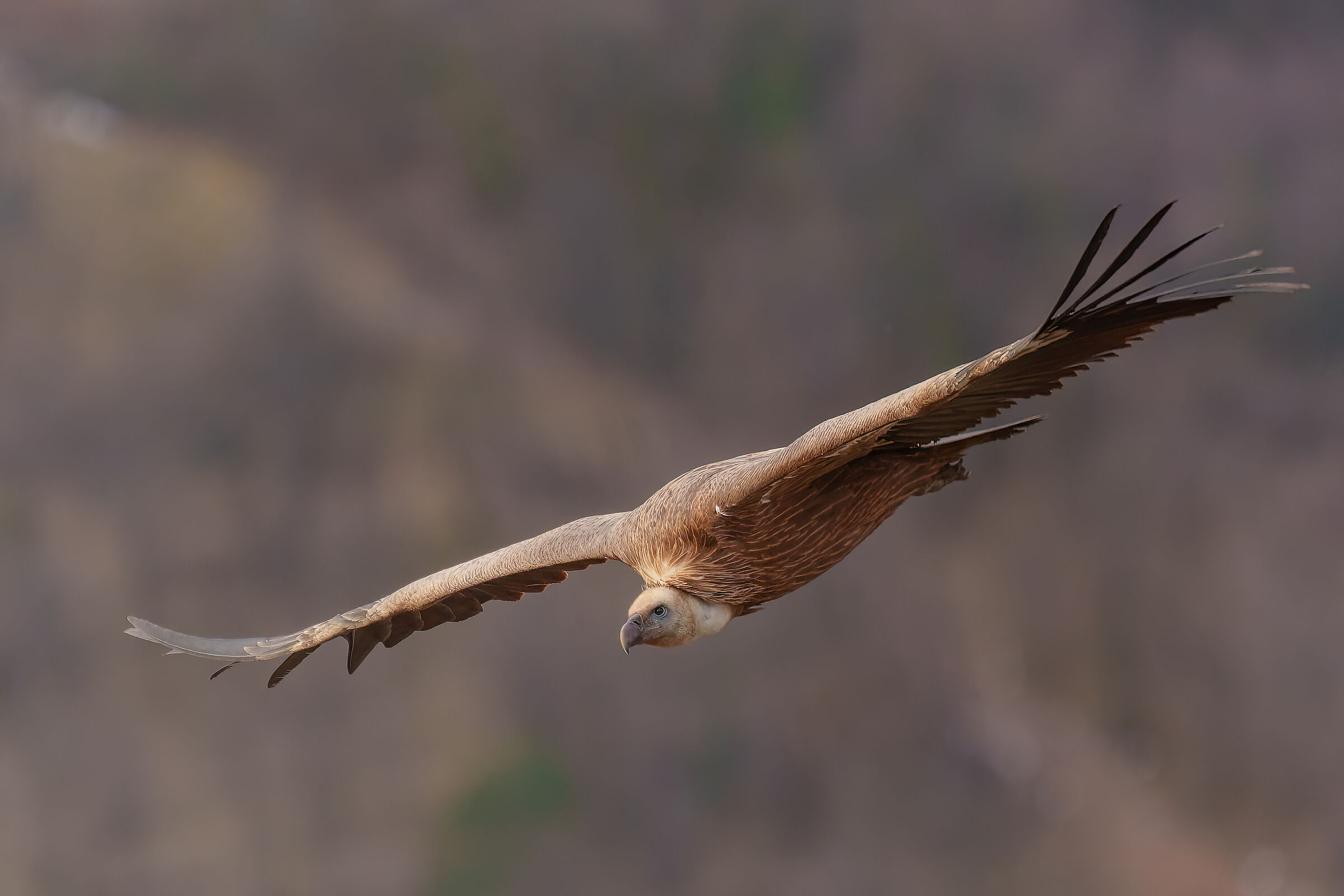 Griffon in flight